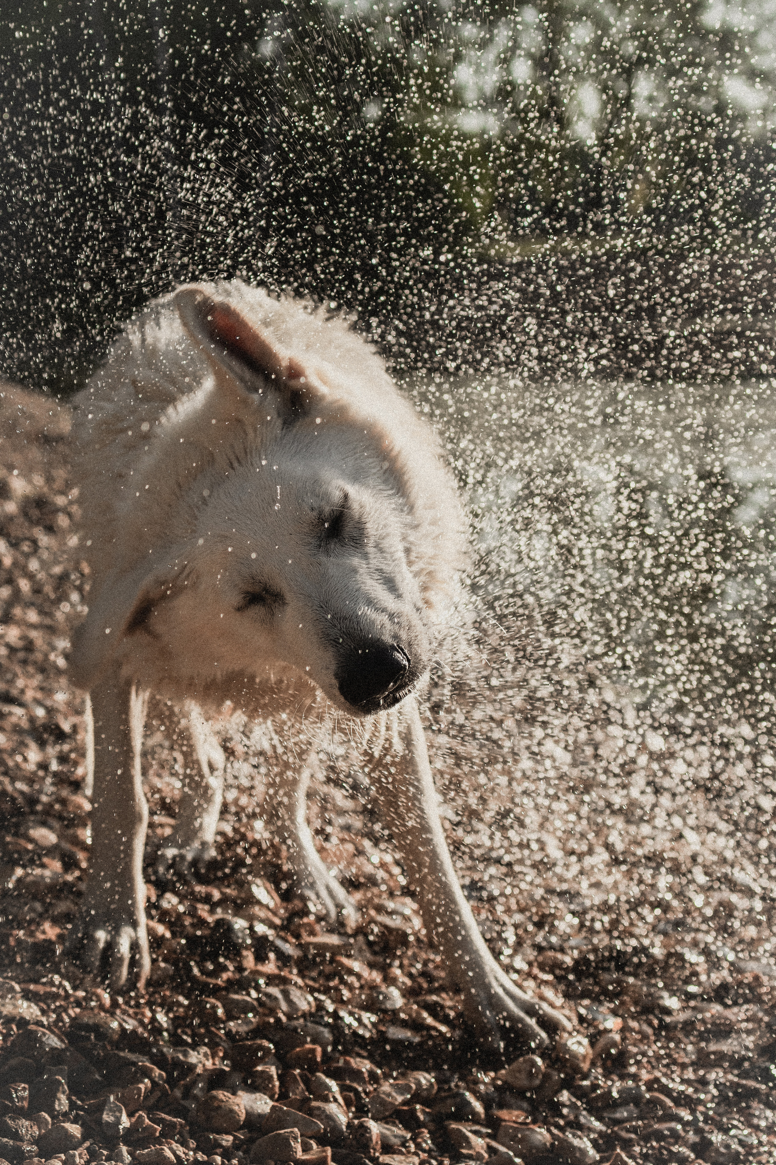 Любовь и Латте. Фотораф — анималист Мария Шистка