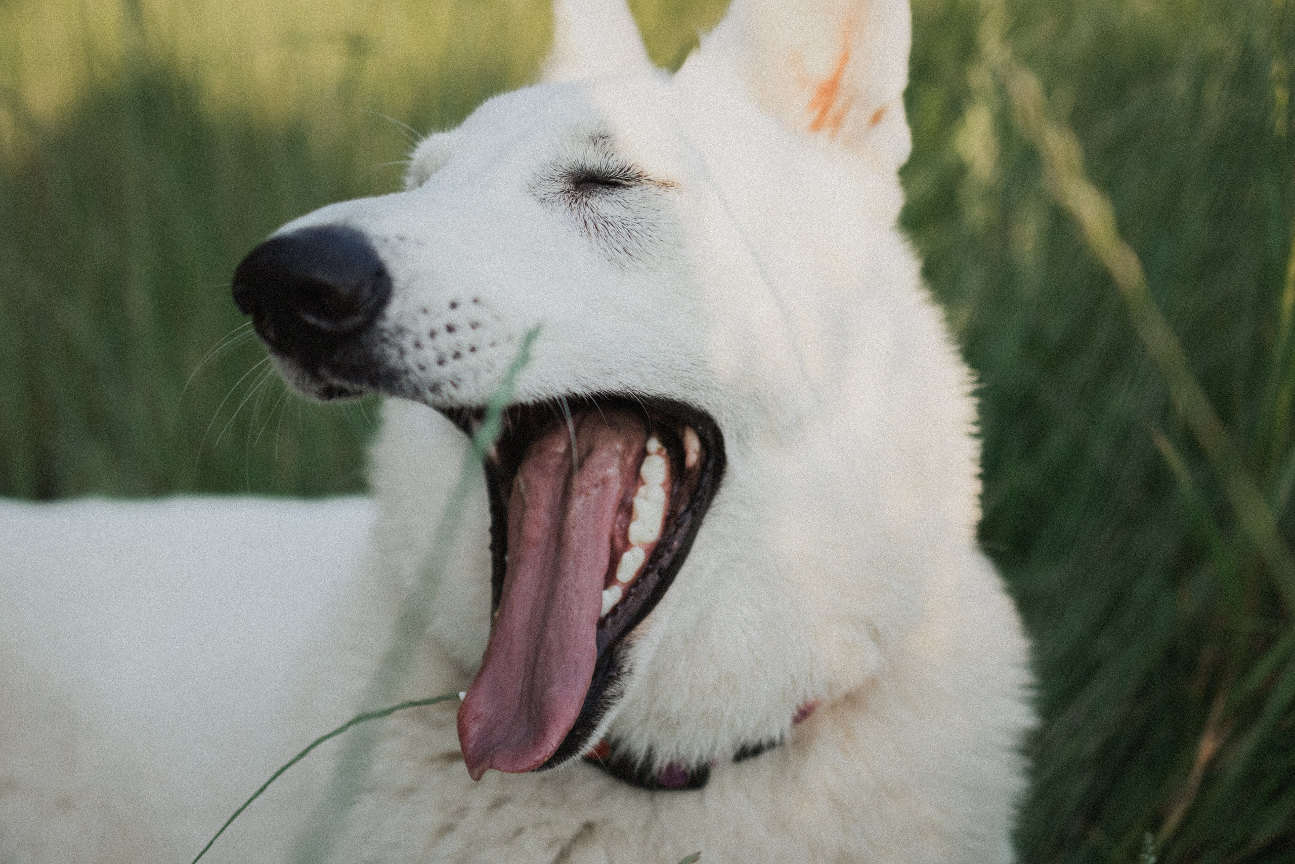 Любовь и Латте. Фотораф — анималист Мария Шистка