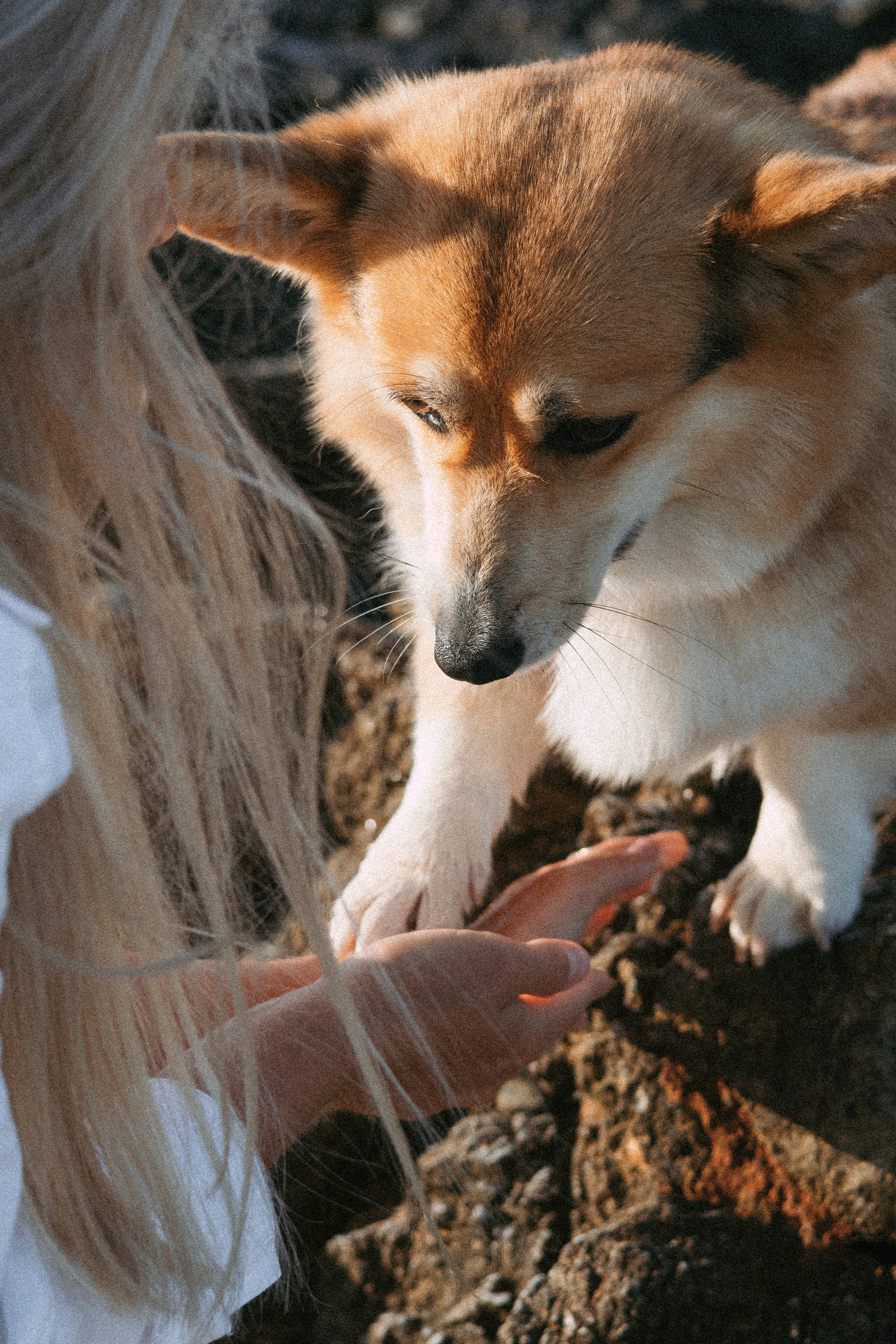 Катя и Рокси. Фотораф — анималист Мария Шистка