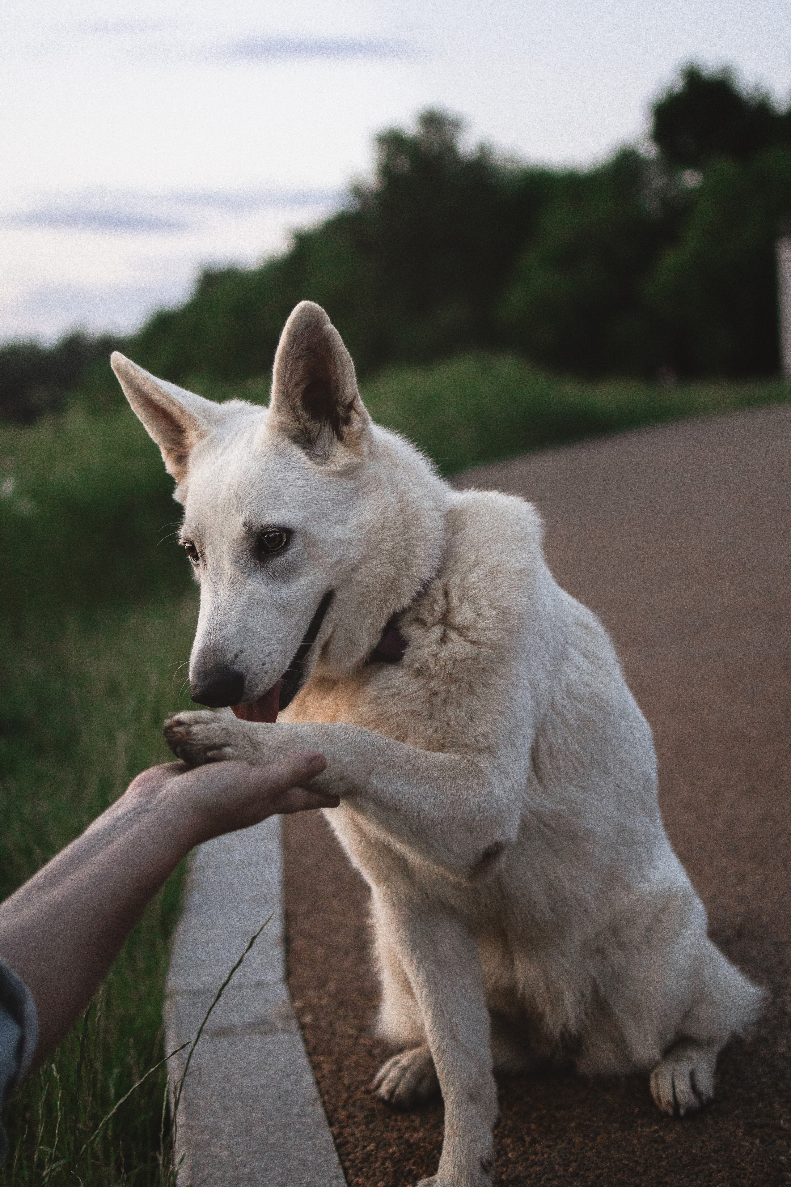 Любовь и Латте. Фотораф — анималист Мария Шистка