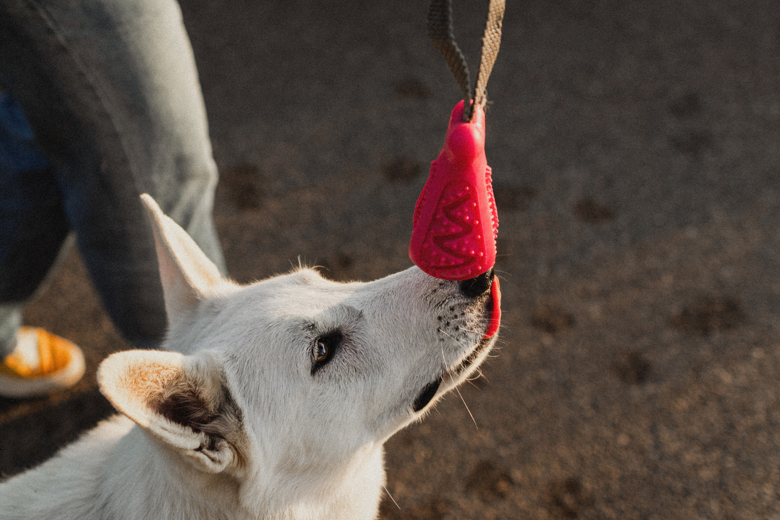 Любовь и Латте. Фотораф — анималист Мария Шистка