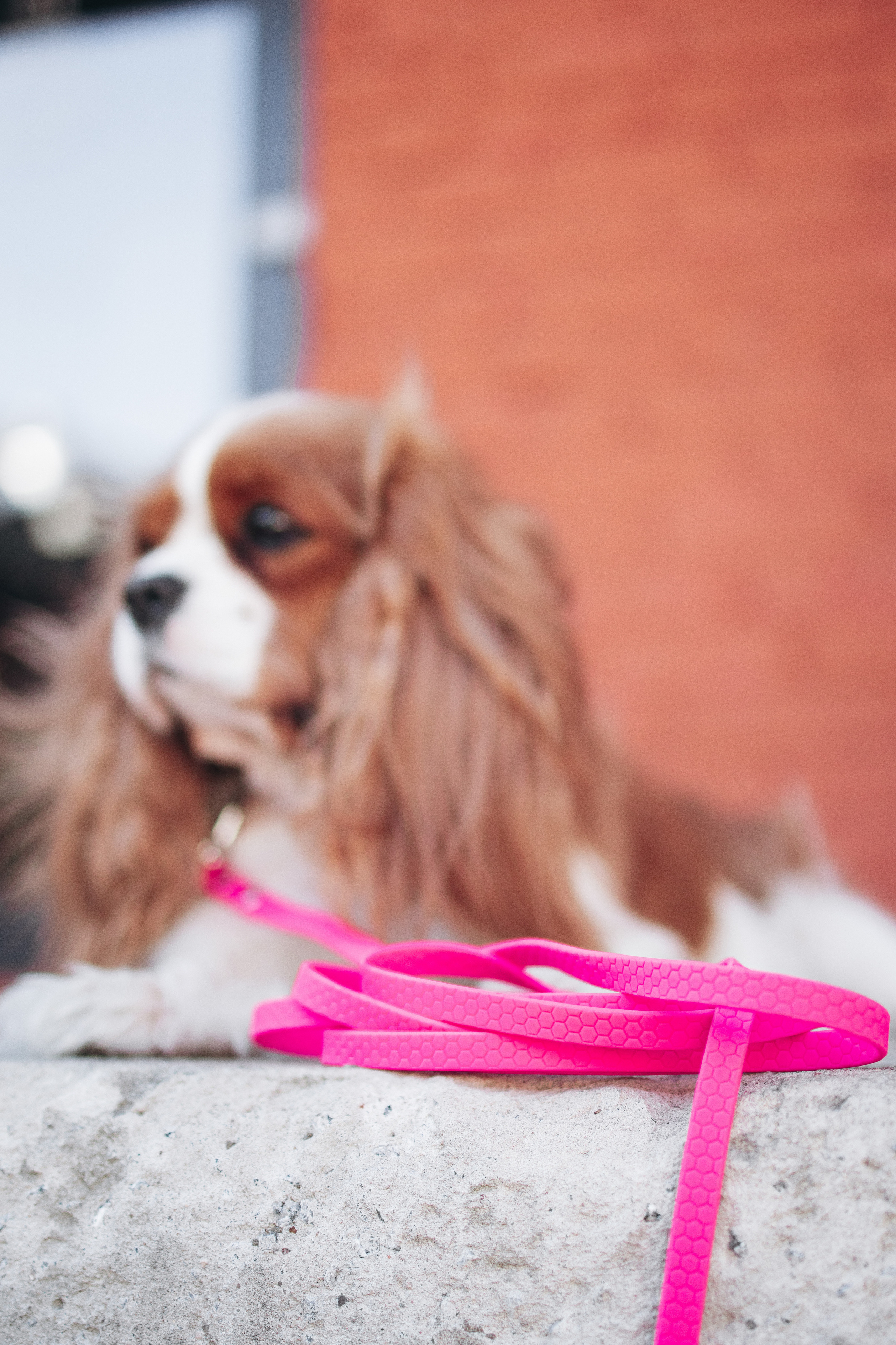 Амуниция «Бобик». Фотораф — анималист Мария Шистка