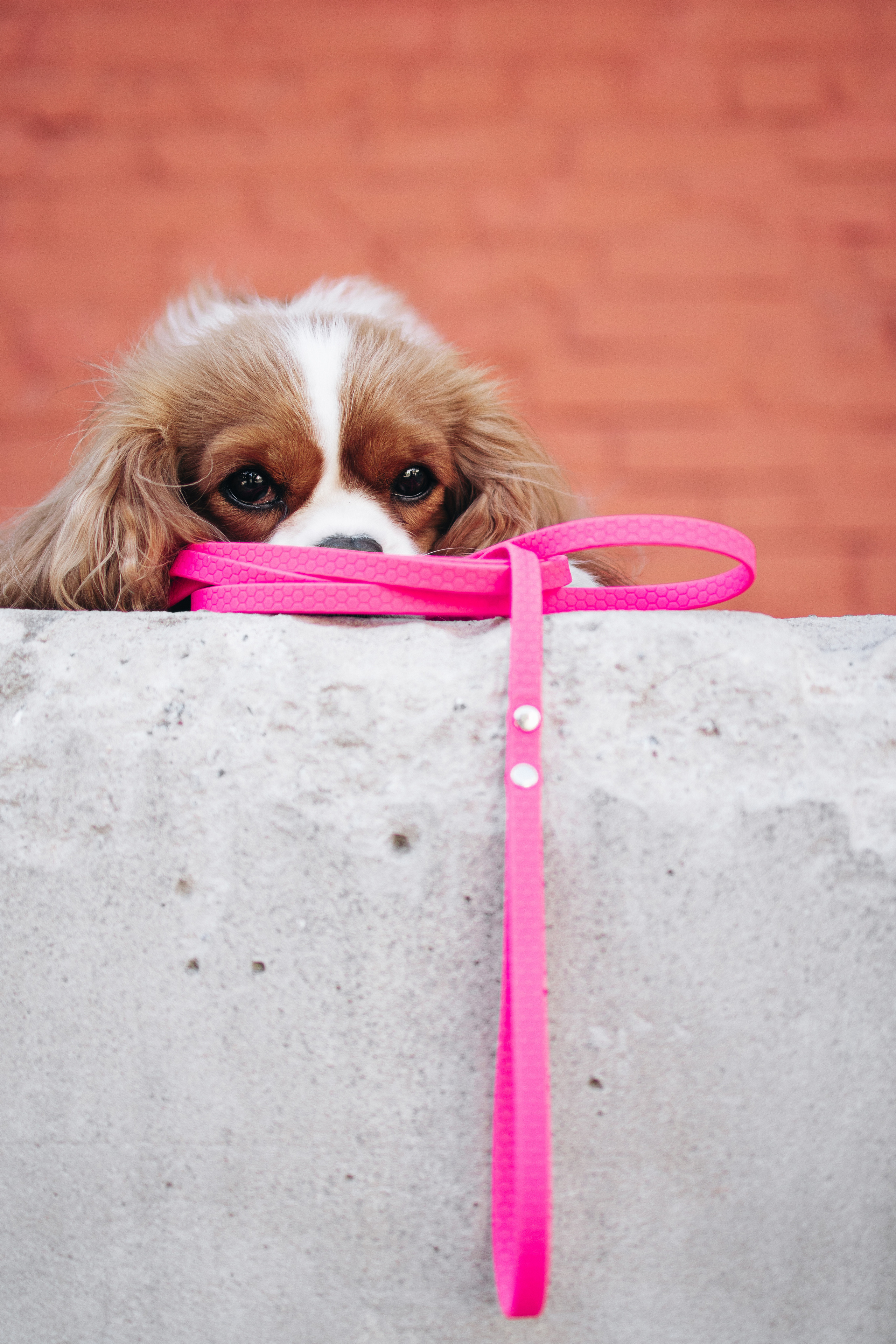 Амуниция «Бобик». Фотораф — анималист Мария Шистка