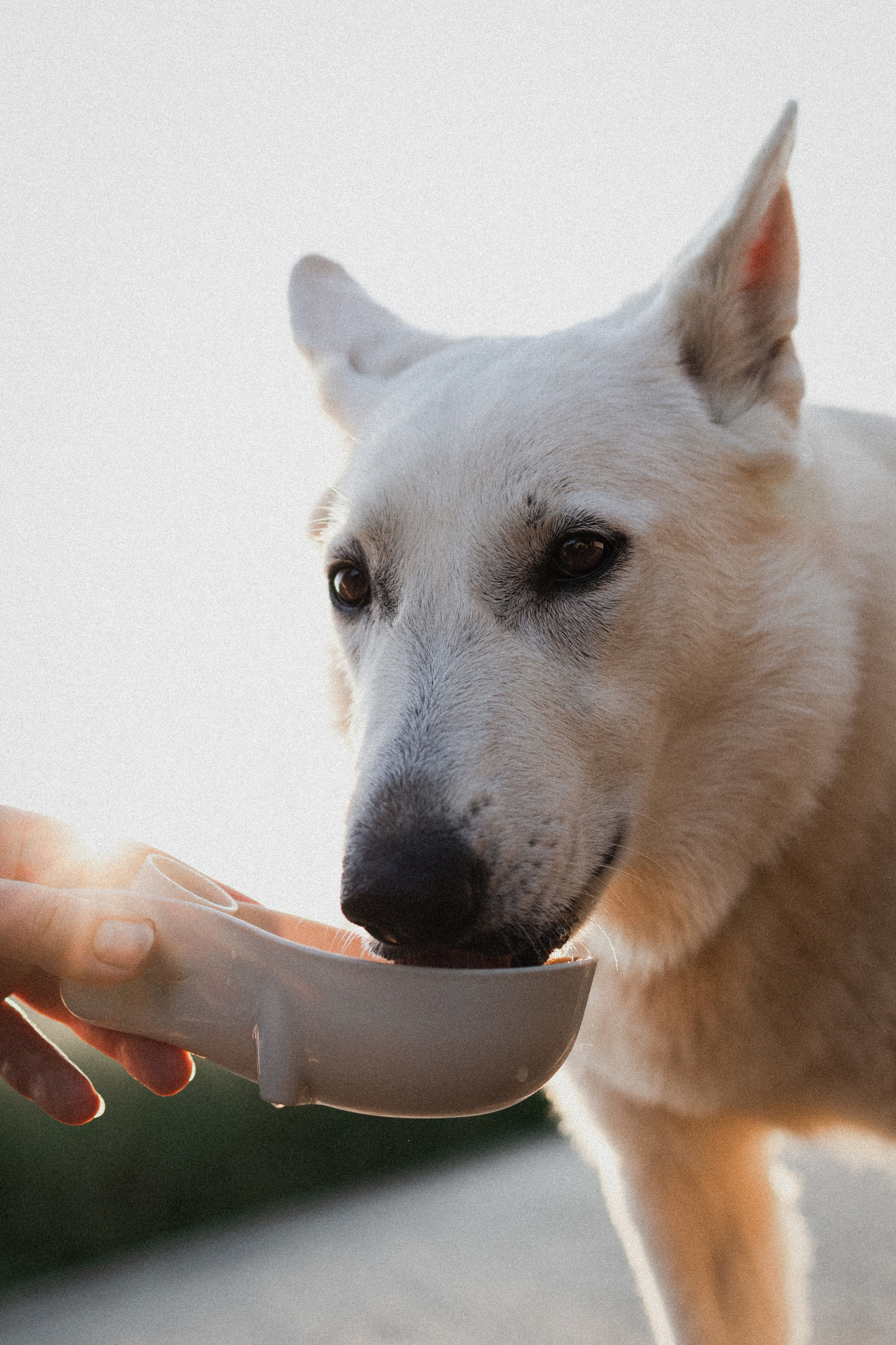 Любовь и Латте. Фотораф — анималист Мария Шистка
