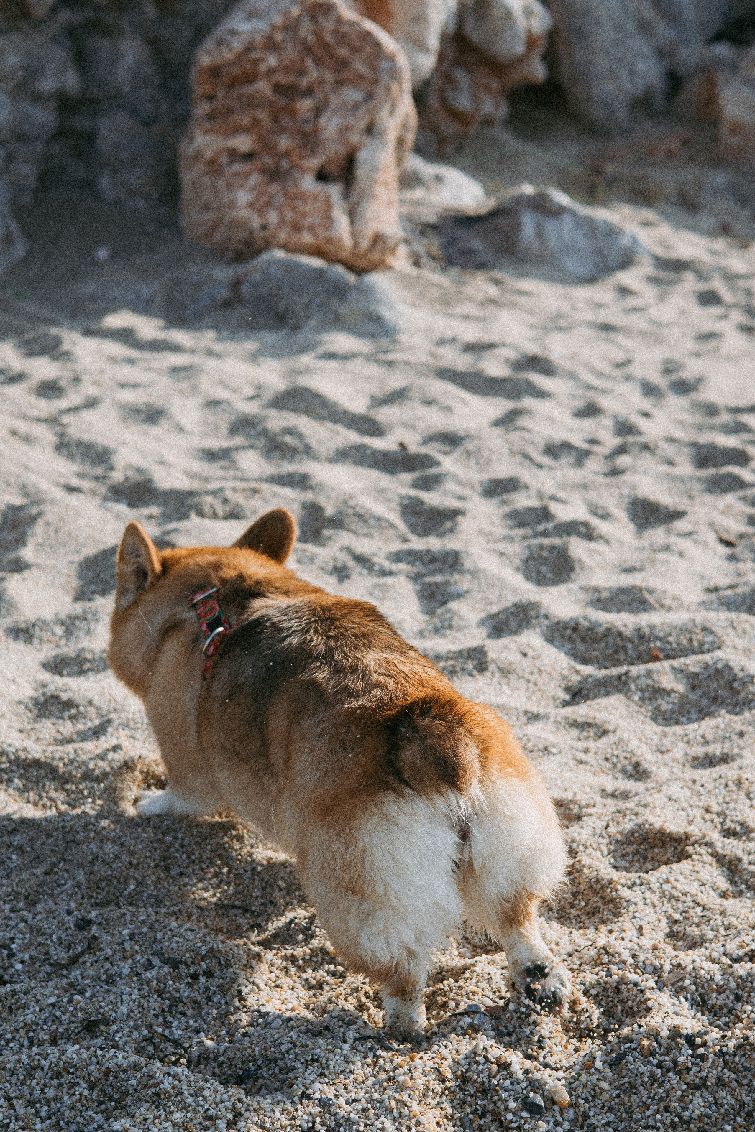 Катя и Рокси. Фотораф — анималист Мария Шистка