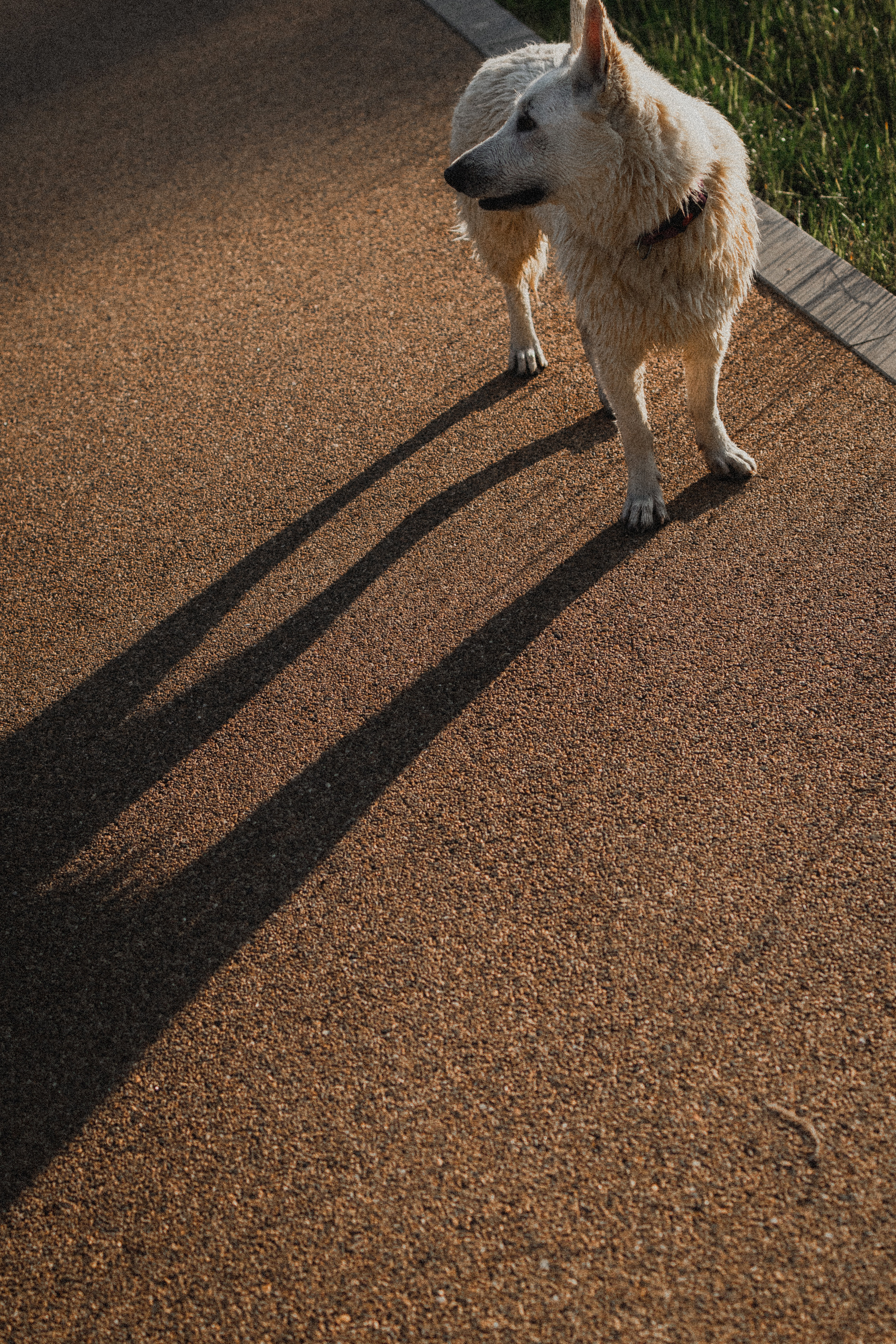 Любовь и Латте. Фотораф — анималист Мария Шистка