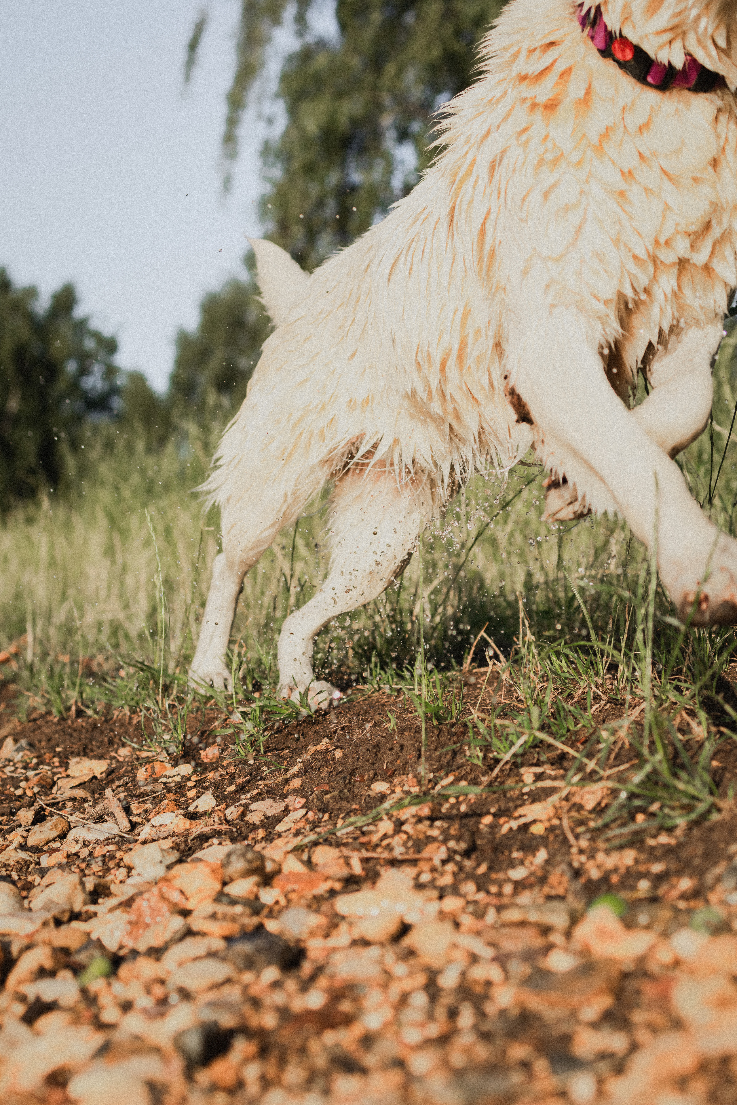 Любовь и Латте. Фотораф — анималист Мария Шистка
