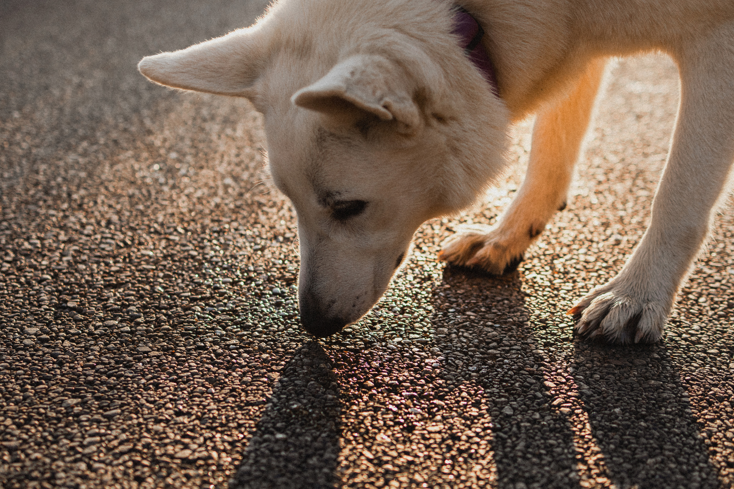 Любовь и Латте. Фотораф — анималист Мария Шистка