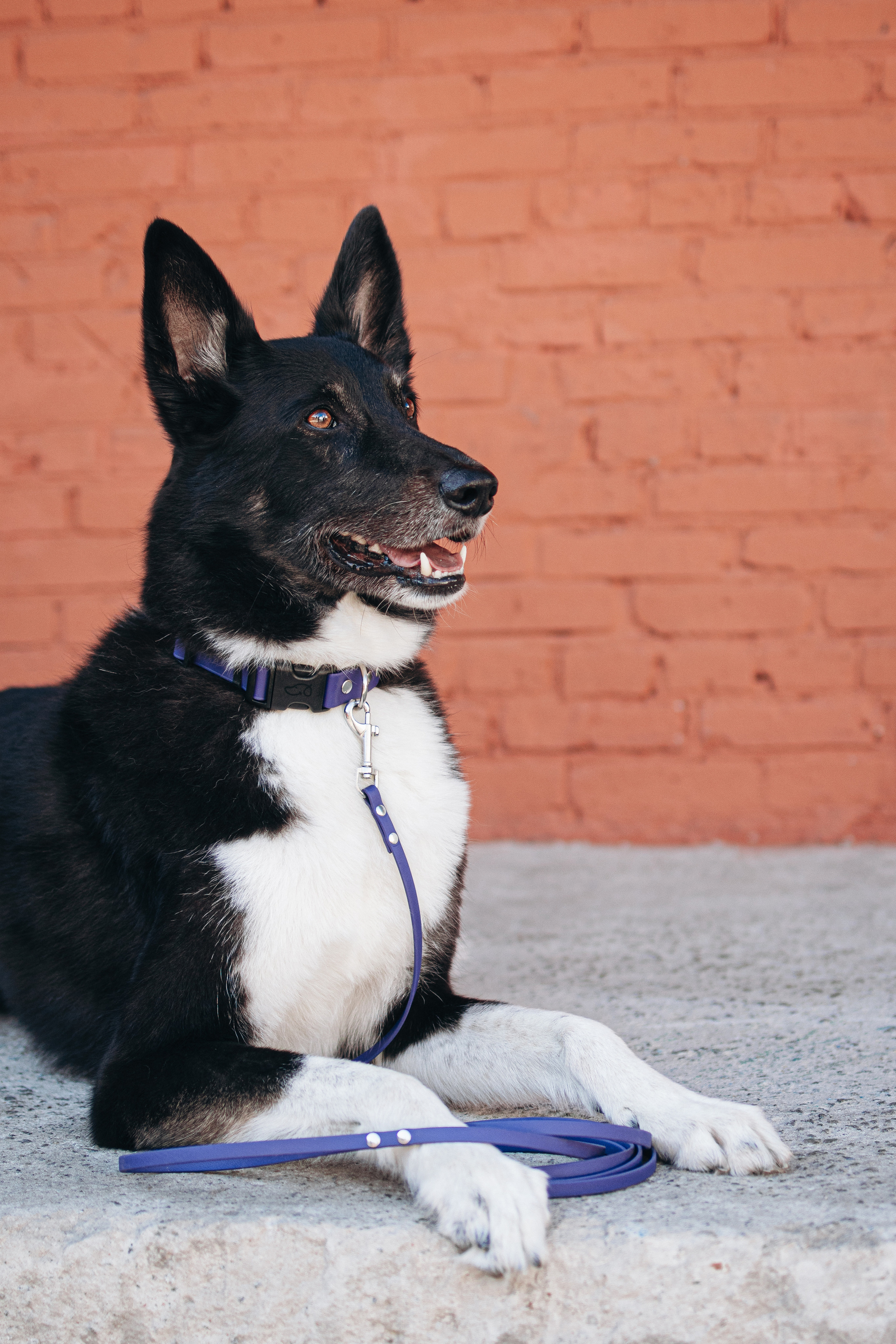 Амуниция «Бобик». Фотораф — анималист Мария Шистка