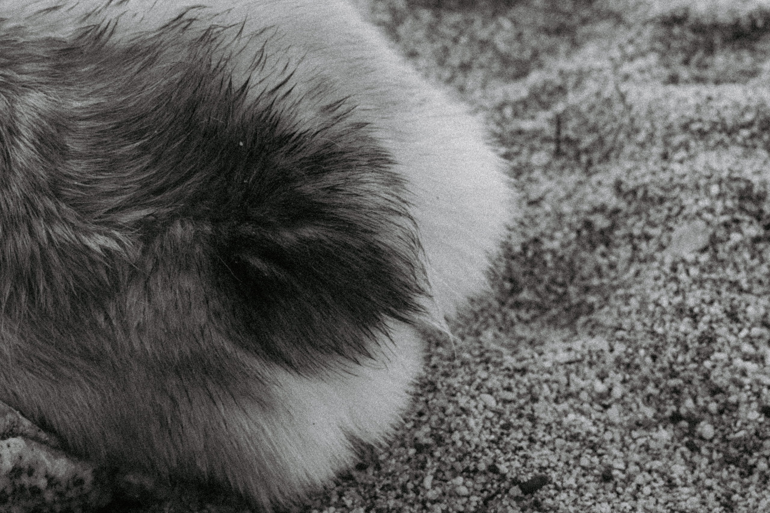 Катя и Рокси. Фотораф — анималист Мария Шистка