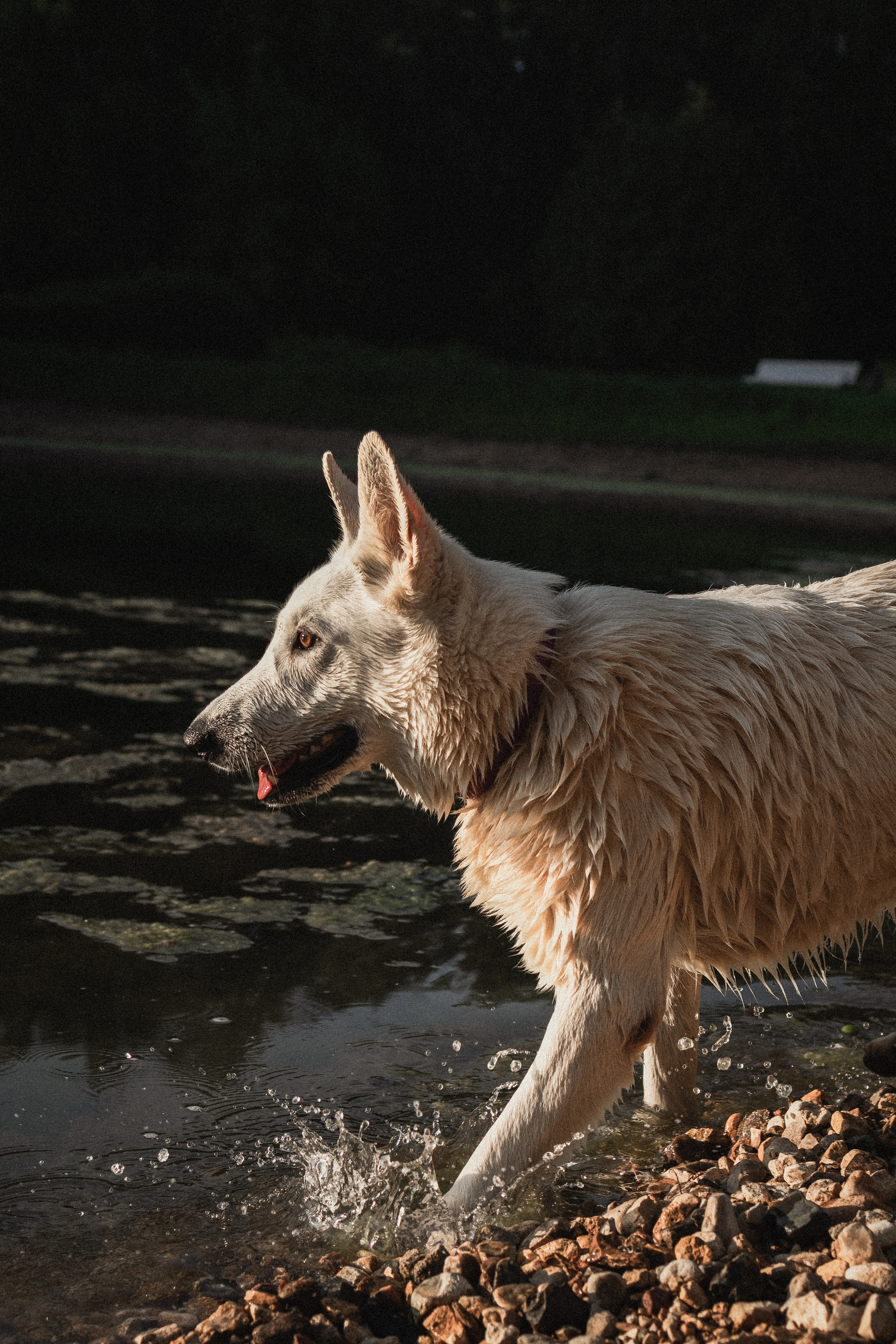 Любовь и Латте. Фотораф — анималист Мария Шистка