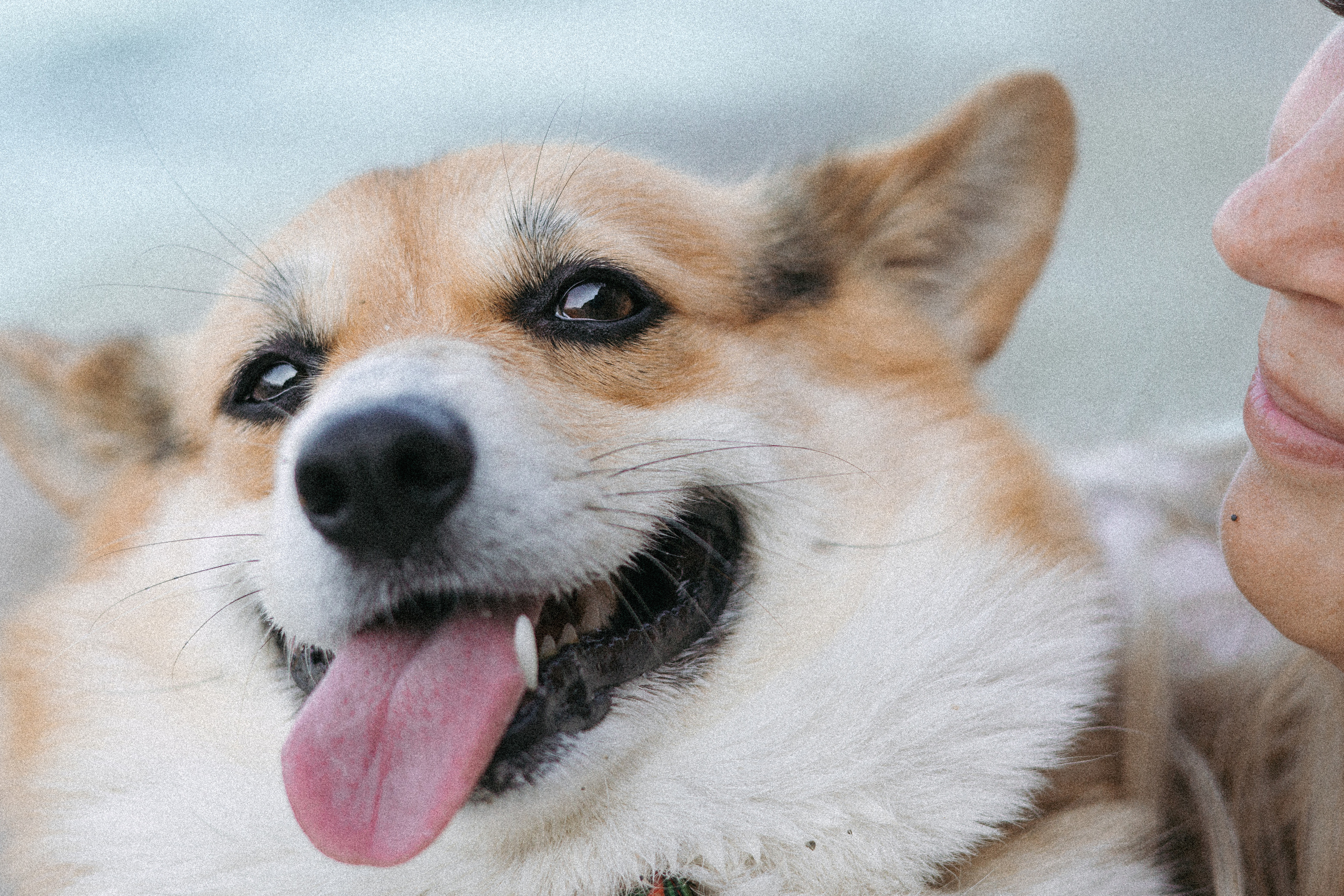 Катя и Рокси. Фотораф — анималист Мария Шистка