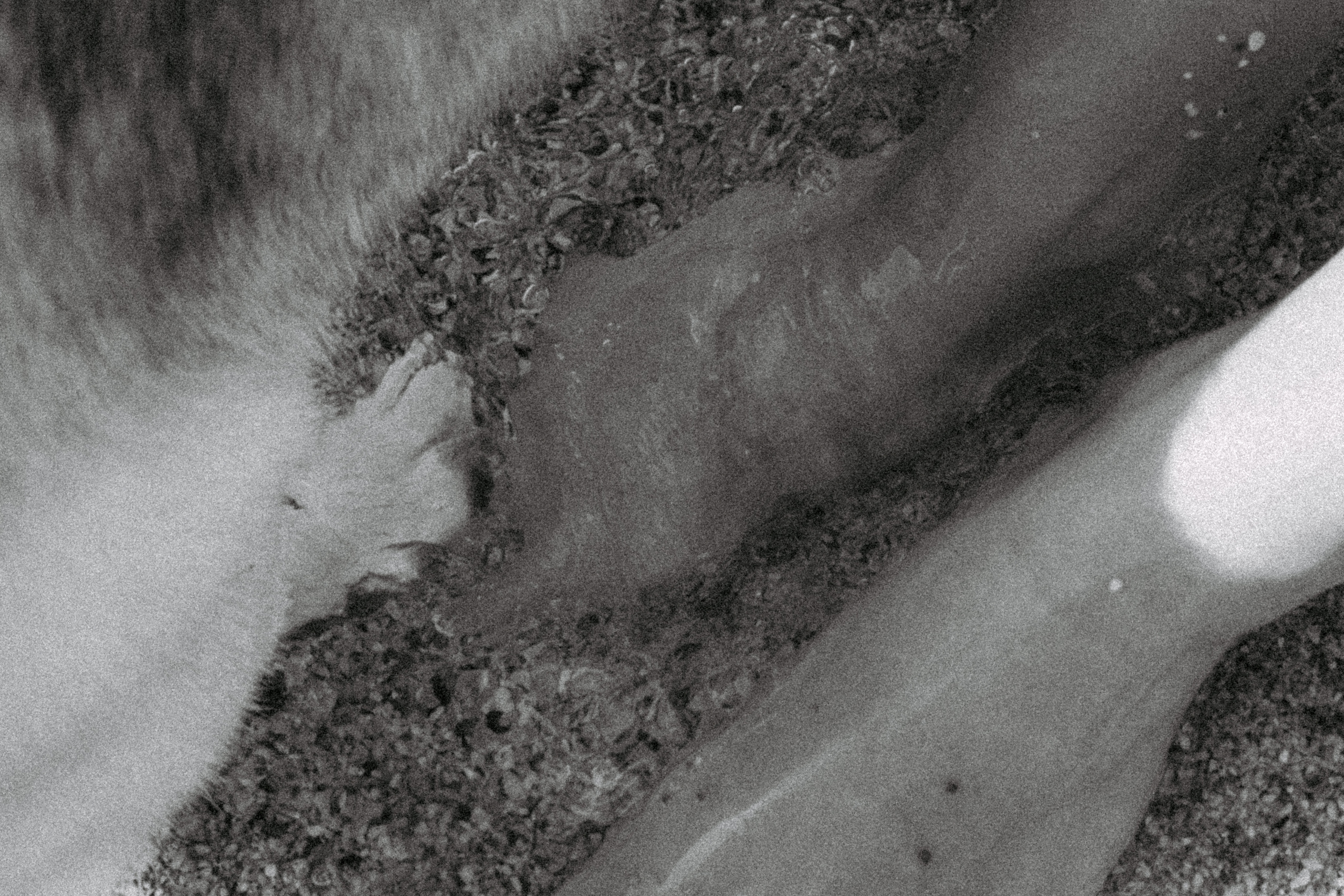 Катя и Рокси. Фотораф — анималист Мария Шистка