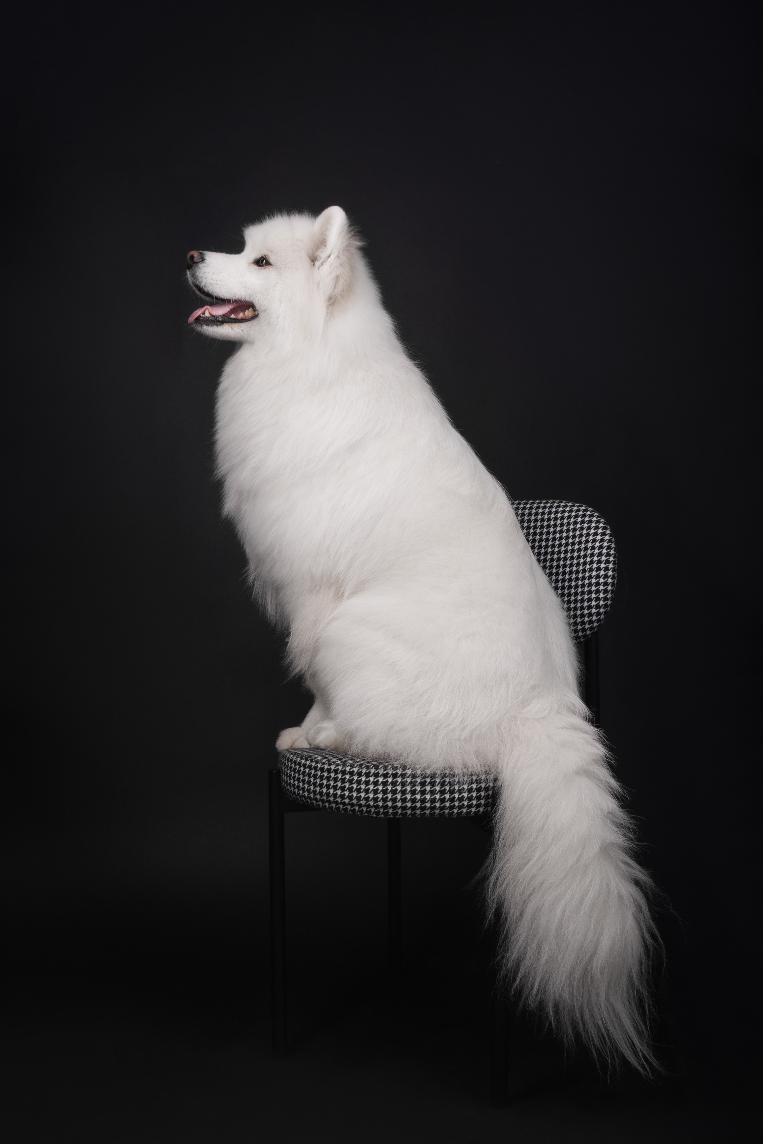 Самоеды в студии. Фотограф анималист в Москве Майорова Евгения