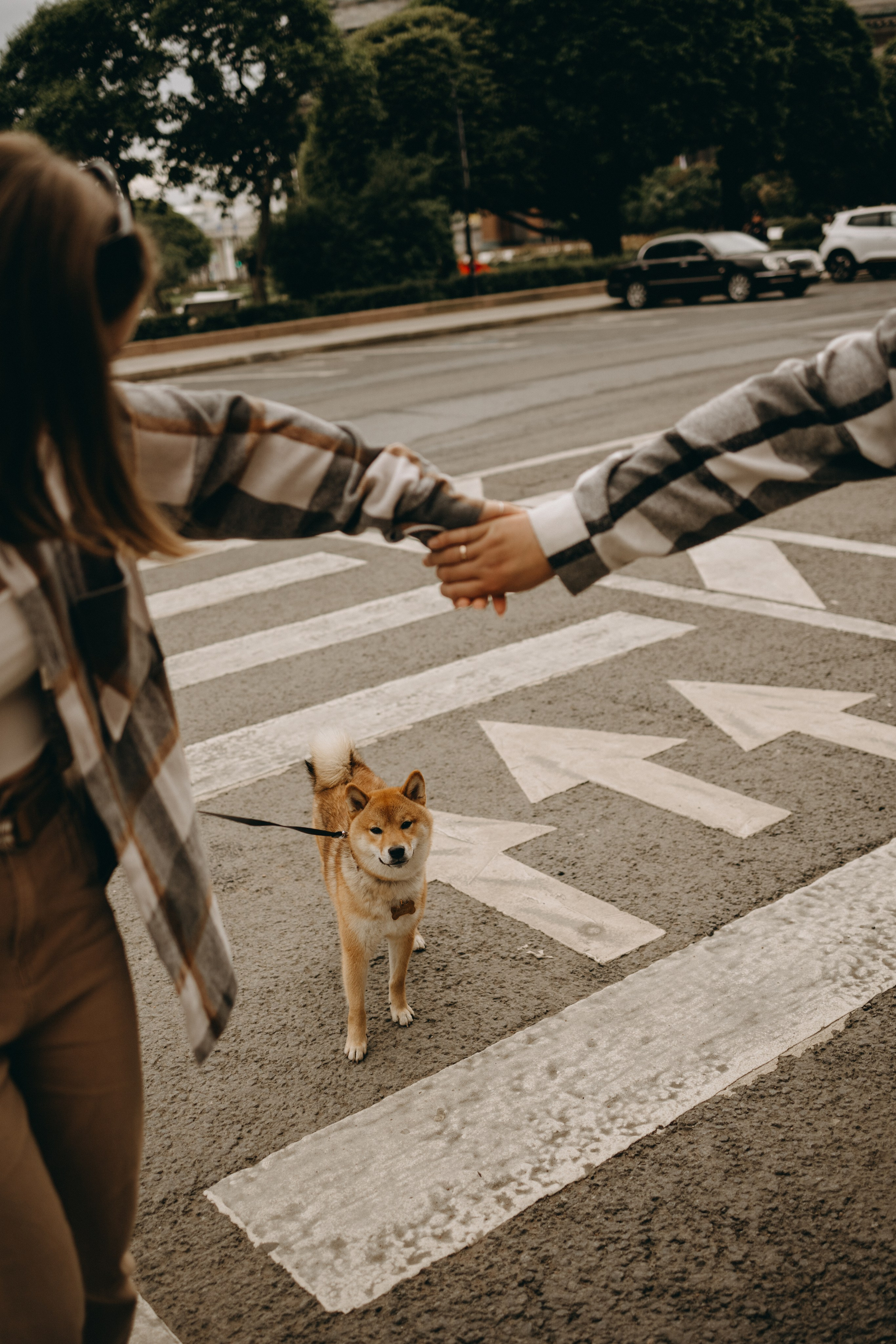 Сириус и его семья. Фотограф — Анималист | Санкт-Петербург