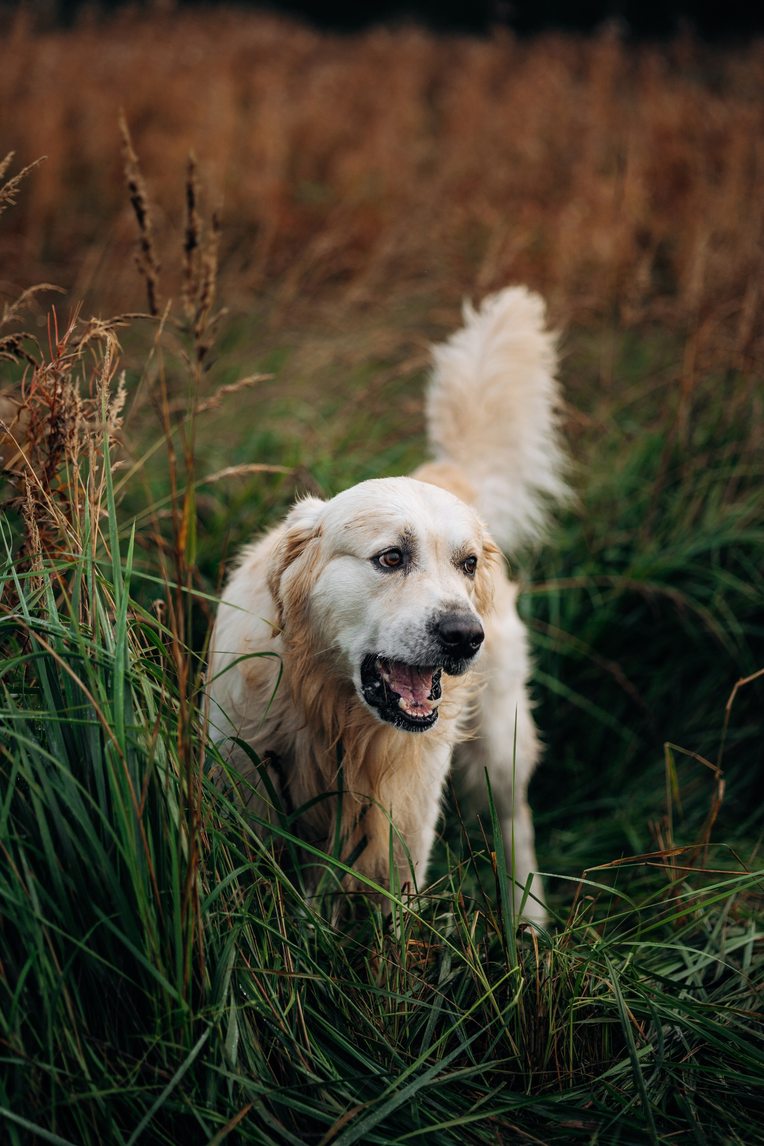 Лёва и его семья. Фотограф — Анималист | Санкт-Петербург