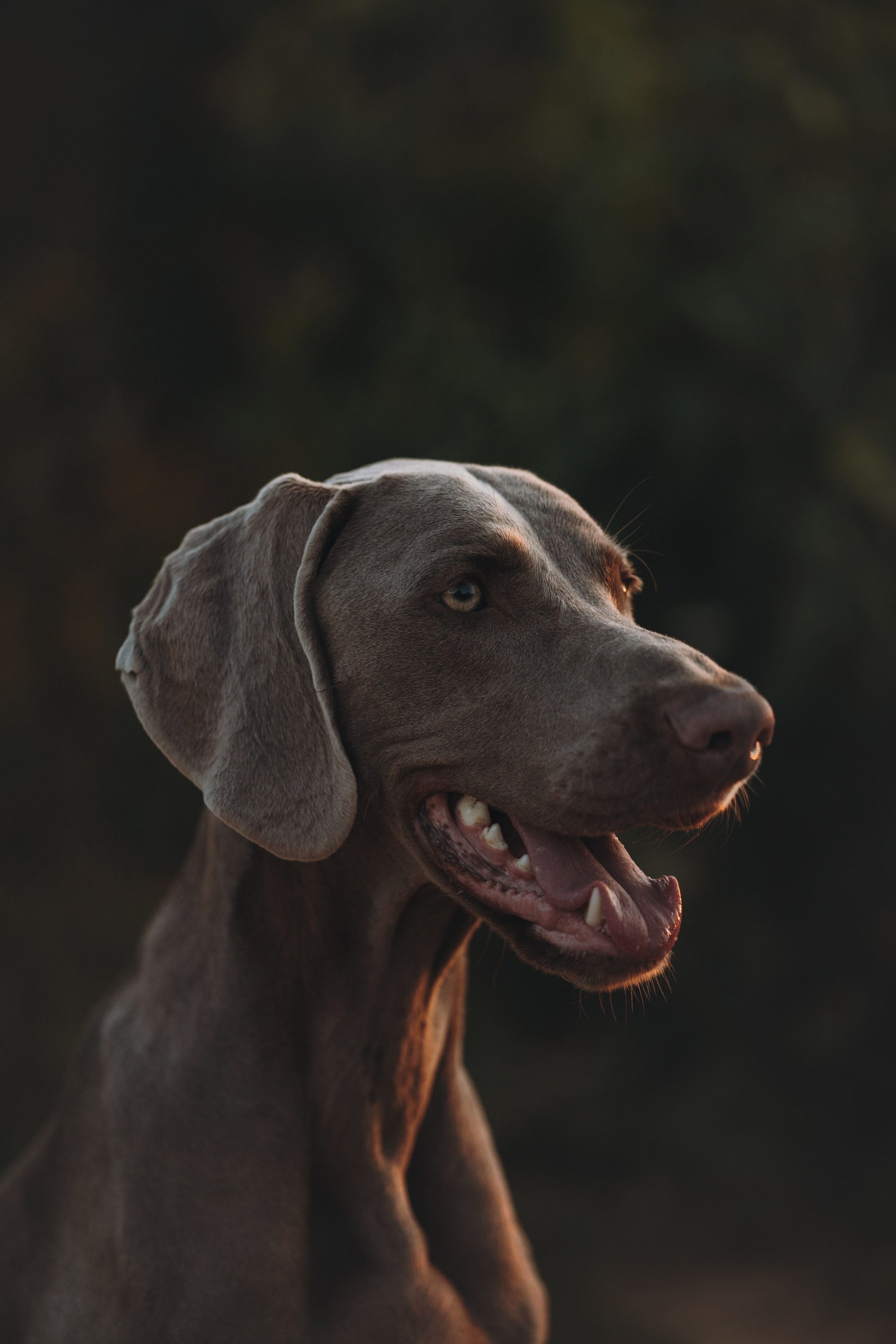 Юля и Эспен. Фотограф анималист Осипчикова Мария