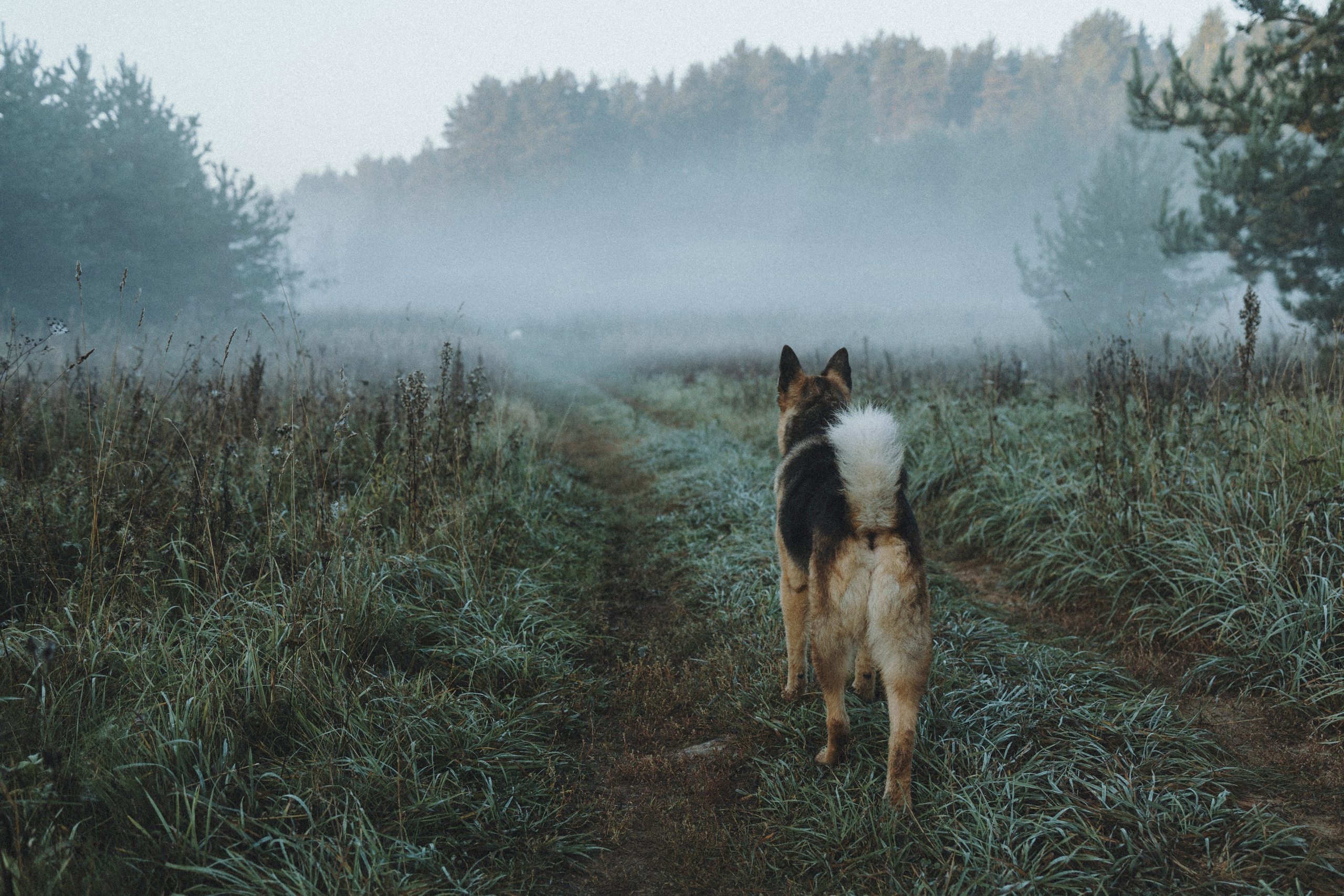Света и Ричик. Фотограф-анималист Анна Маринич