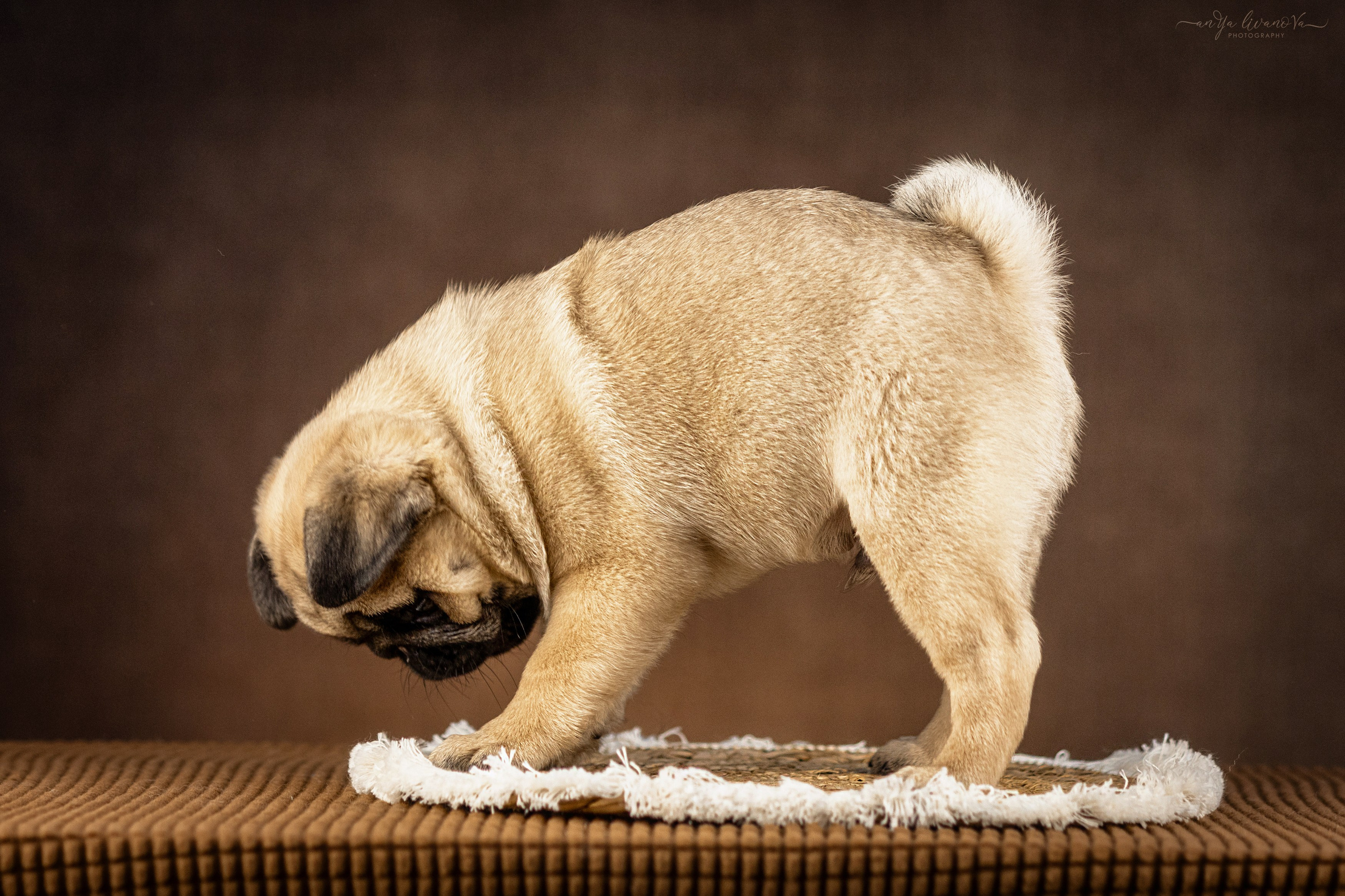 Мопсик. Фотограф анималист Аня Ливанова | Рыбинск
