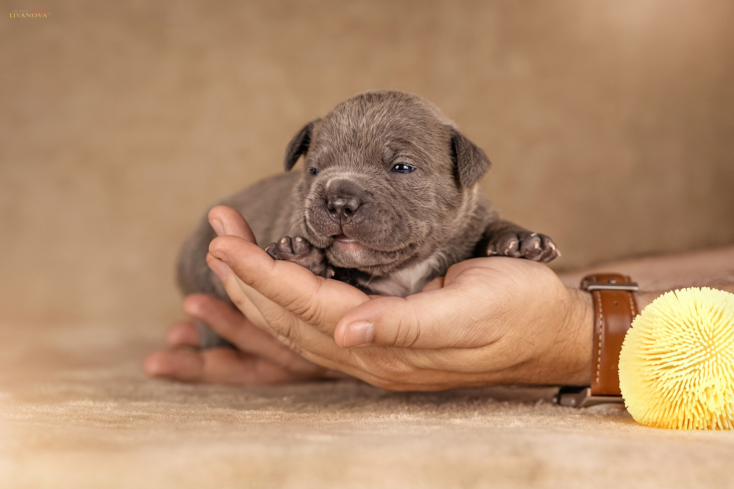 Амбулли. Фотограф анималист Аня Ливанова | Рыбинск