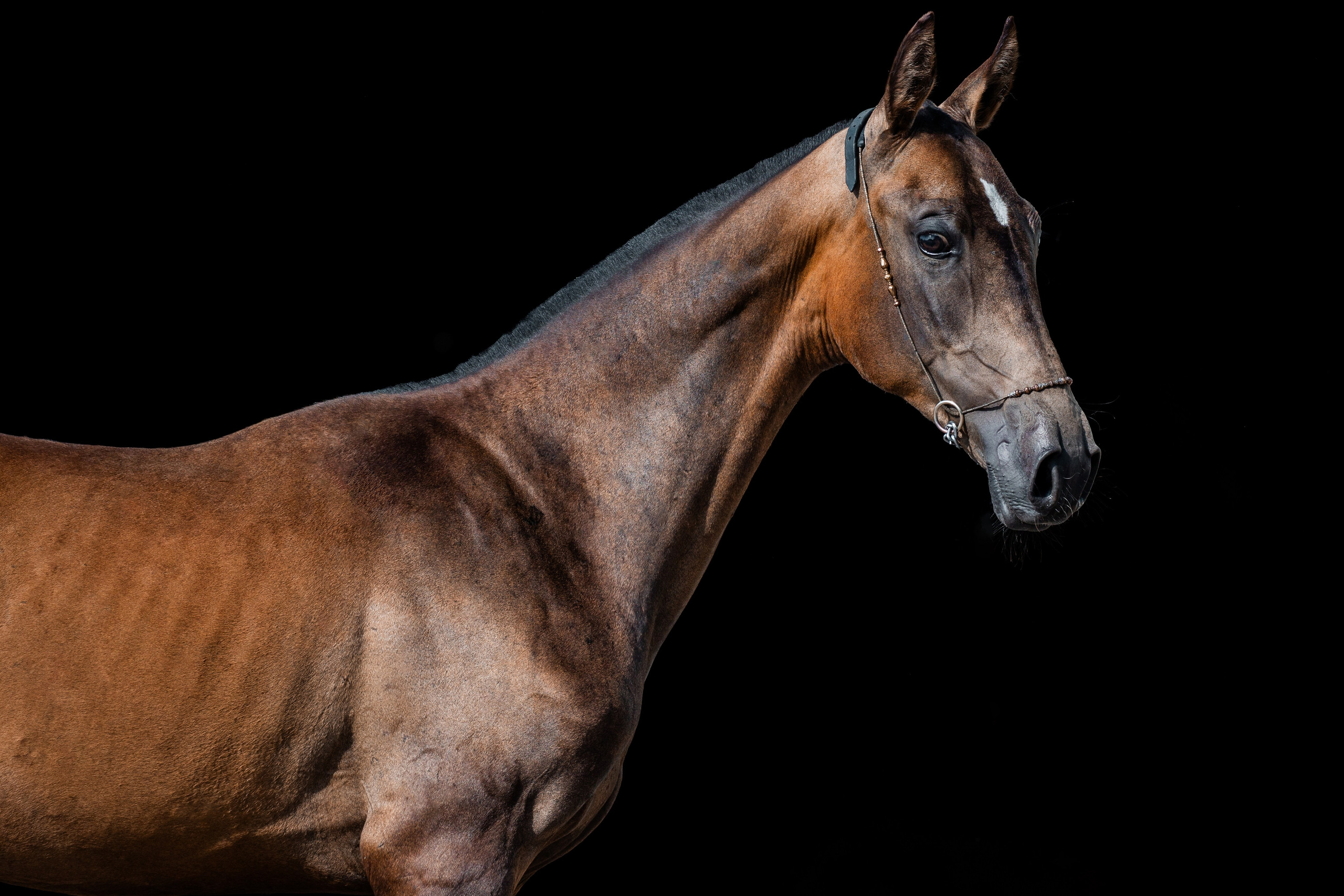 На черном фоне. Фотограф-анималист Ксендзова Кристина