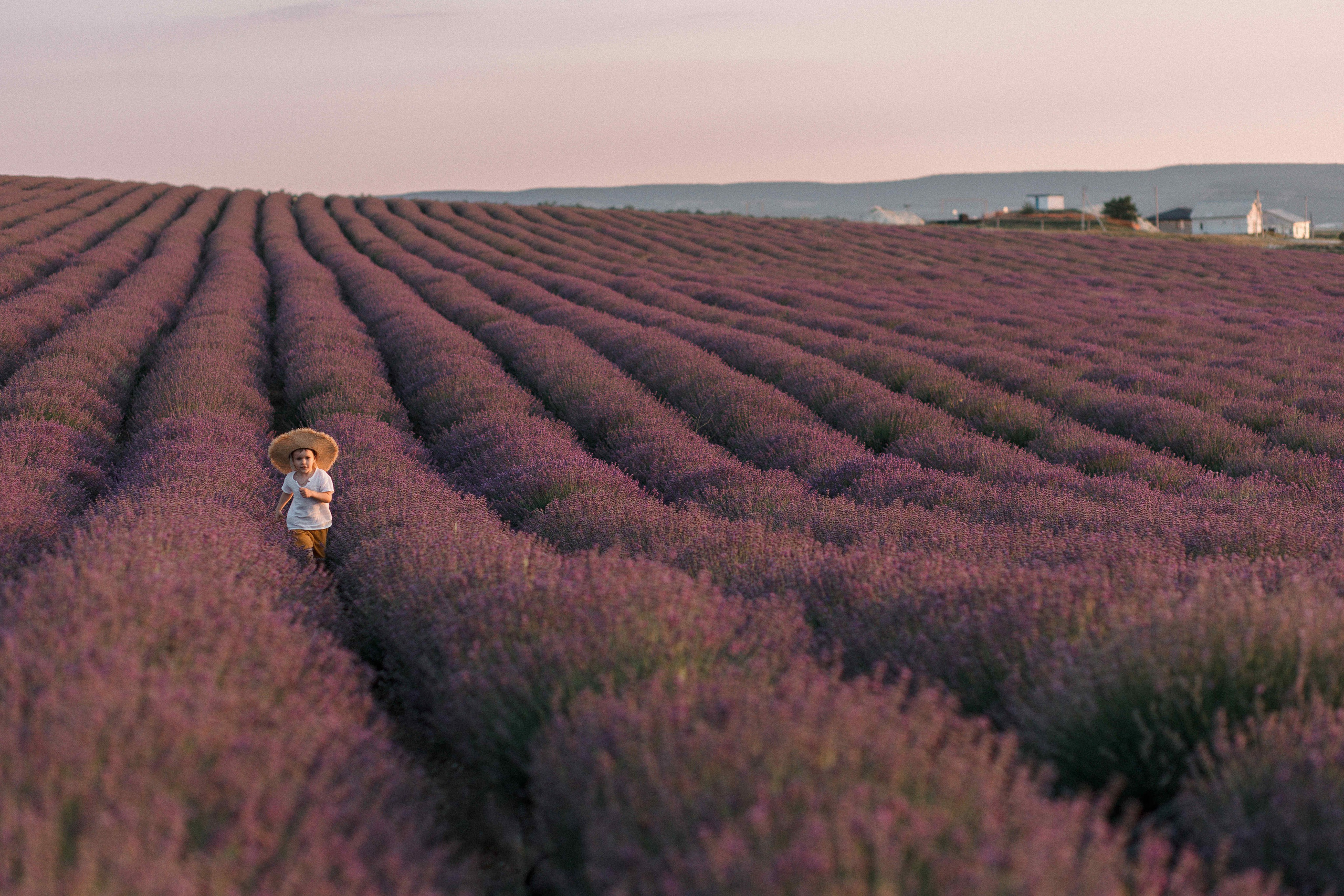 Лаванда. Свадебный фотограф Мироманов Николай в Крыму