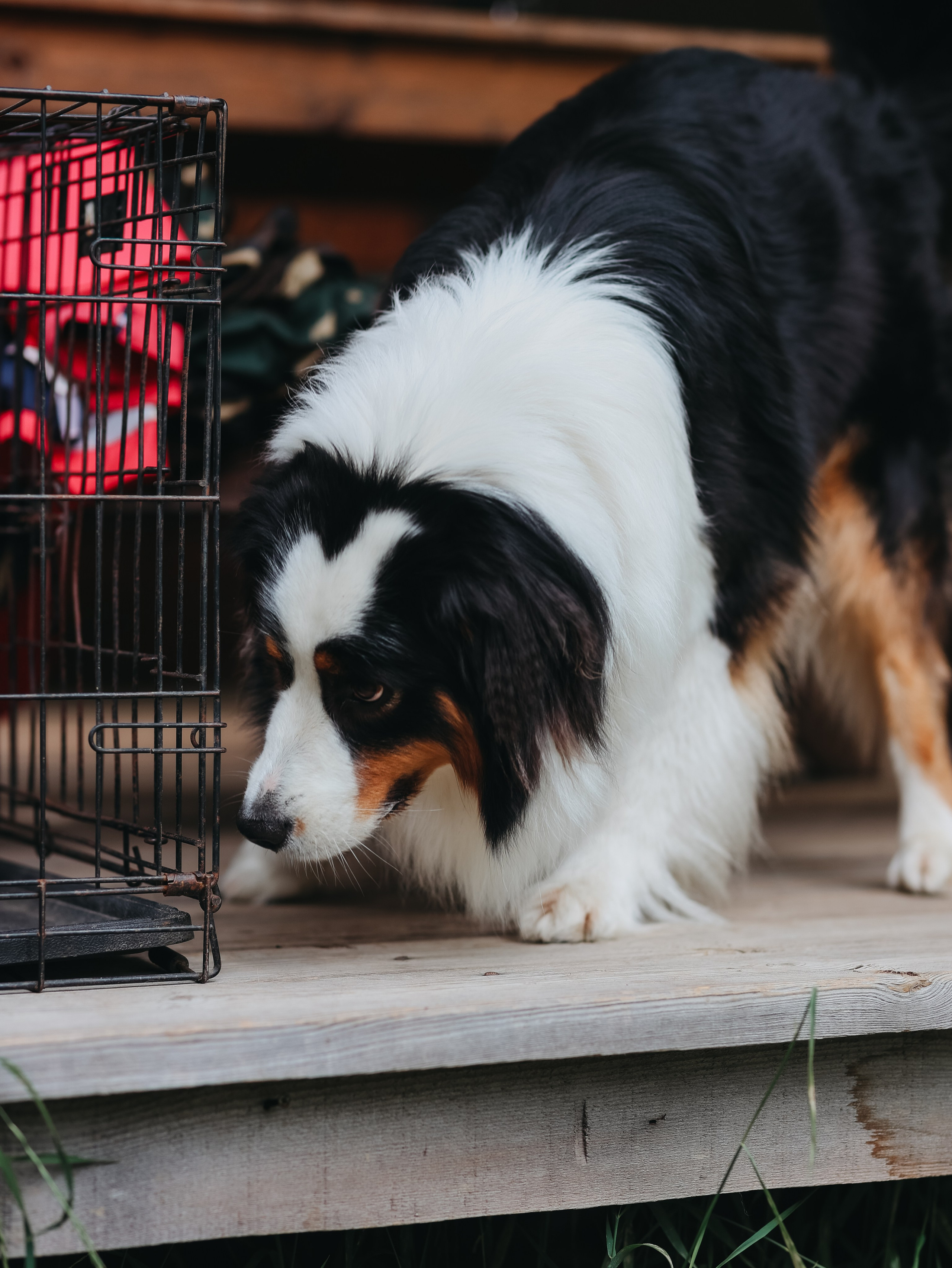 Лагерь ноузворк. Фотограф-анималист в Москве Кириллова Татьяна