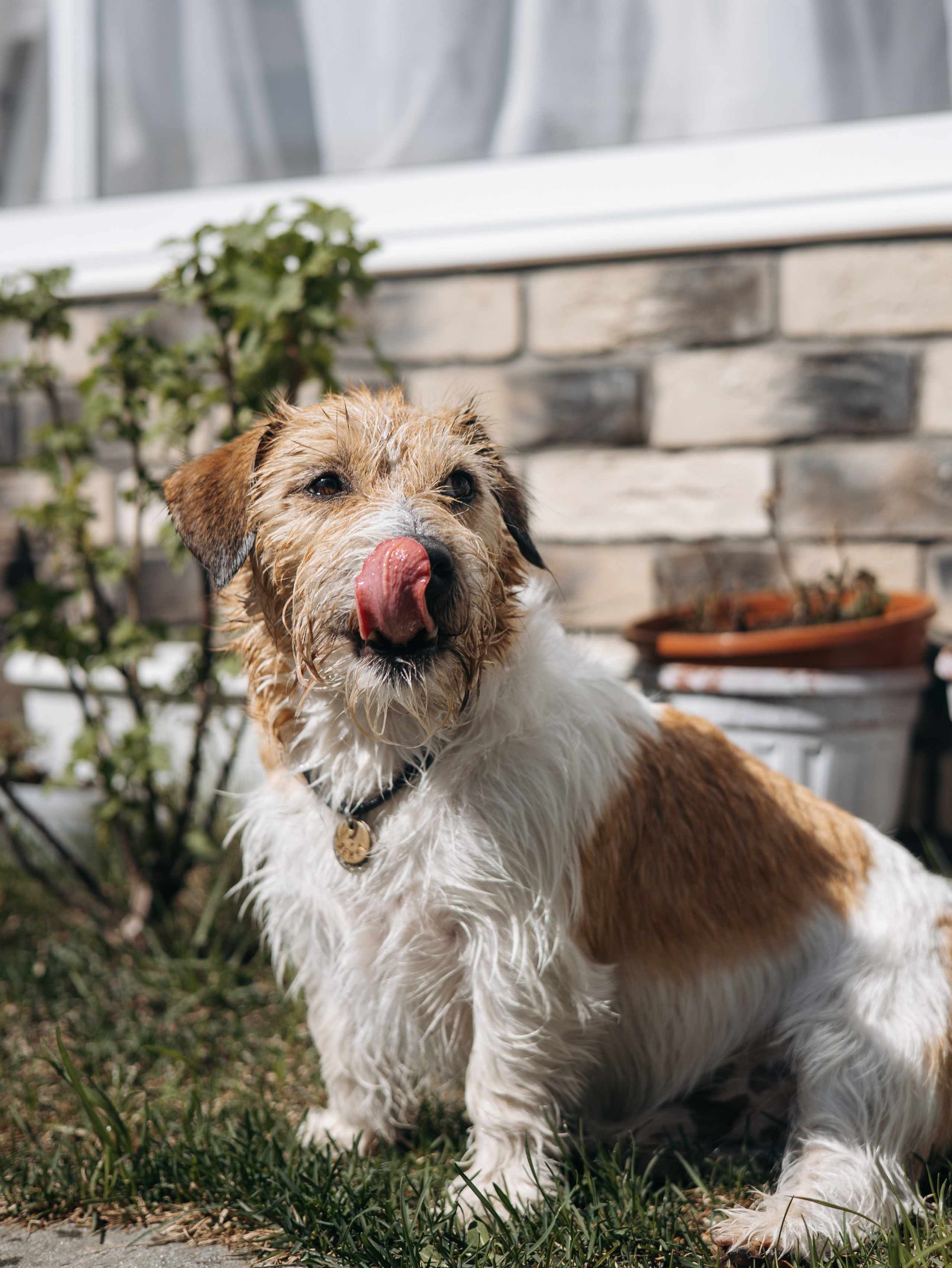 День рождение Зенита. Фотограф-анималист в Москве Кириллова Татьяна