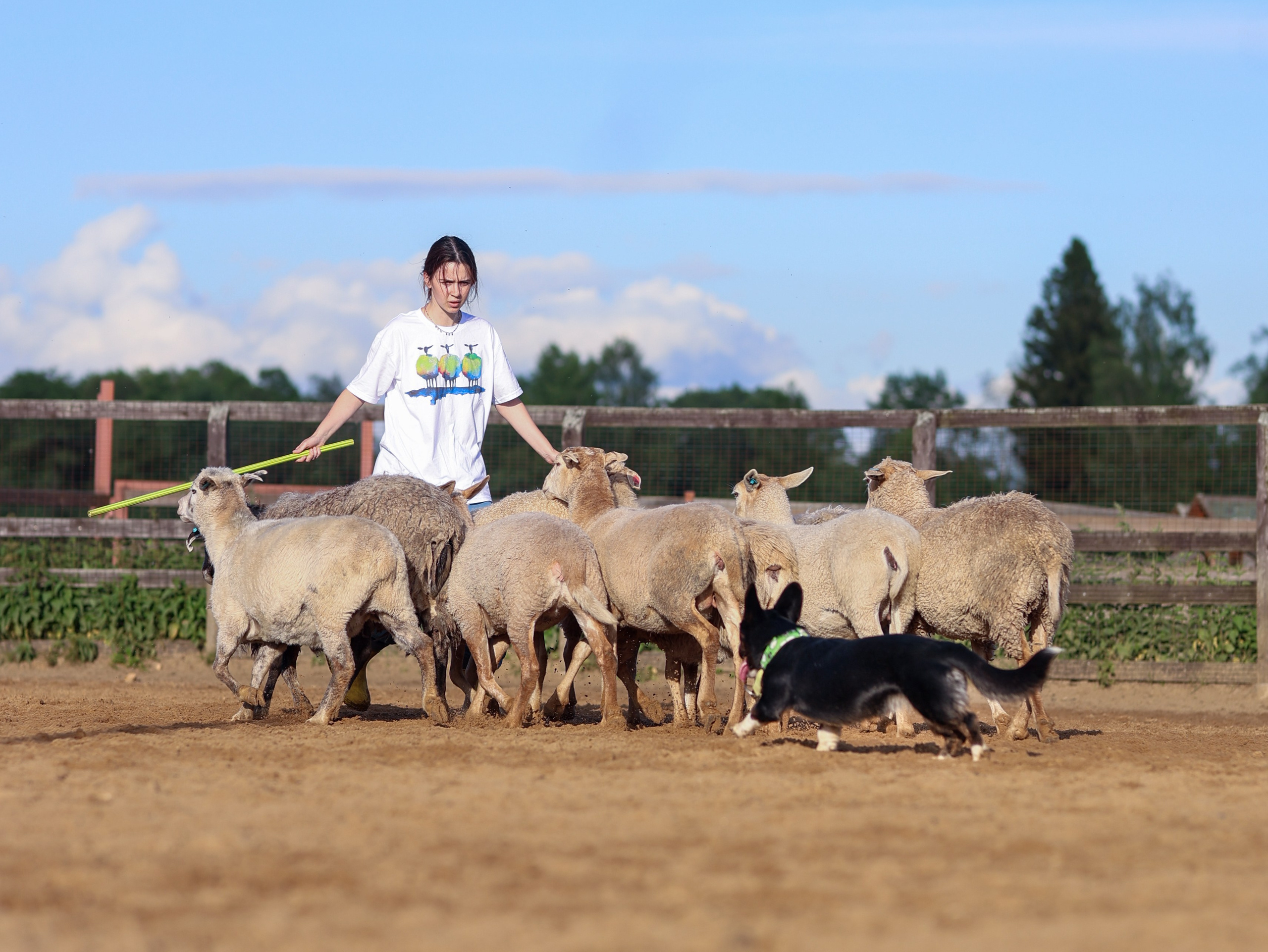 Пастьба. Фотограф-анималист в Москве Кириллова Татьяна