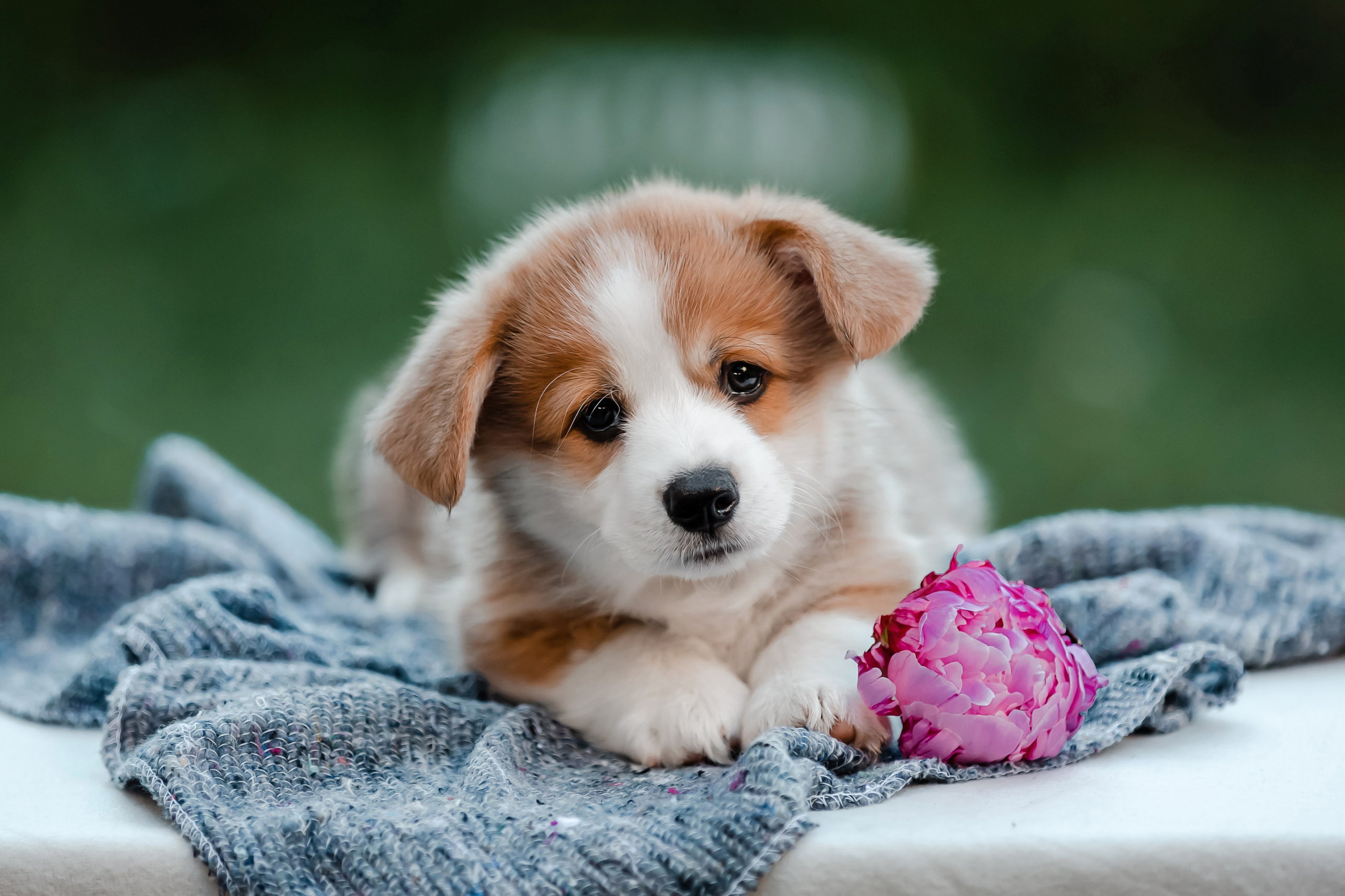 Щенки корги в корзинах и цветах. Фотограф-анималист в Краснодаре Маша Мельникова