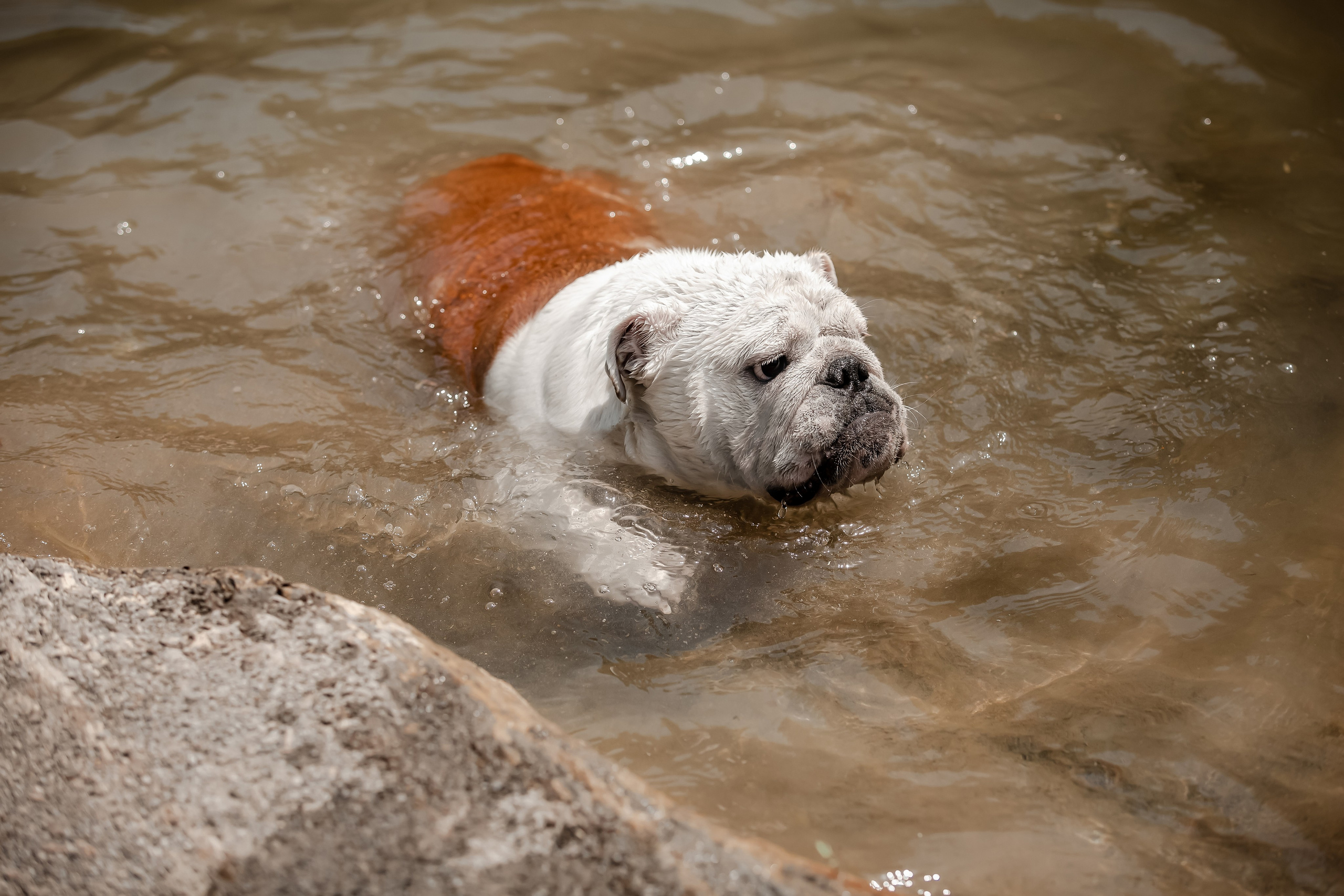 Фотосессия английского бульдога на речке. Фотограф-анималист в Краснодаре Маша Мельникова