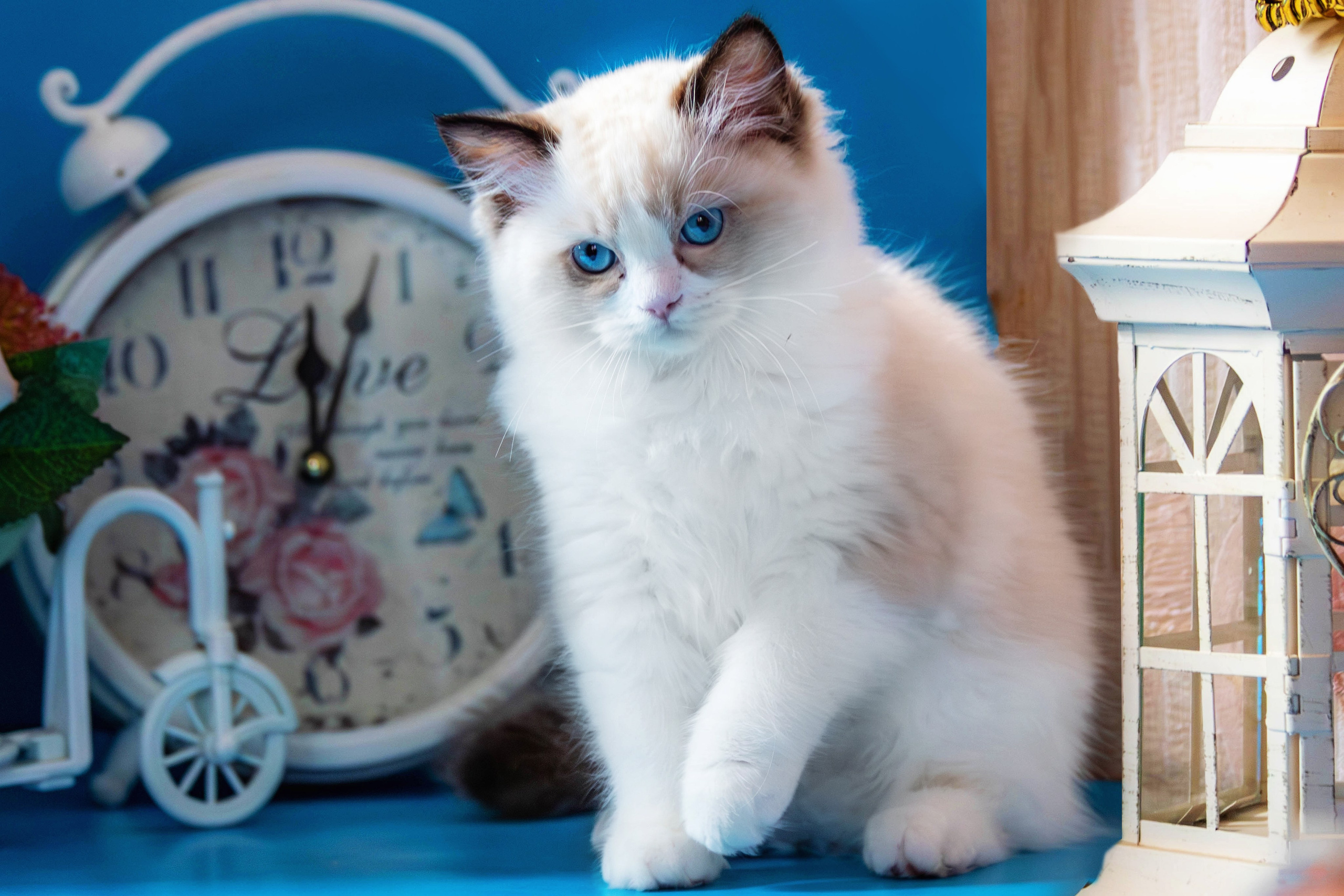 Фотосессия щенков от 7-и дней в стиле ньюборн. Фотограф анималист — Тула, Москва