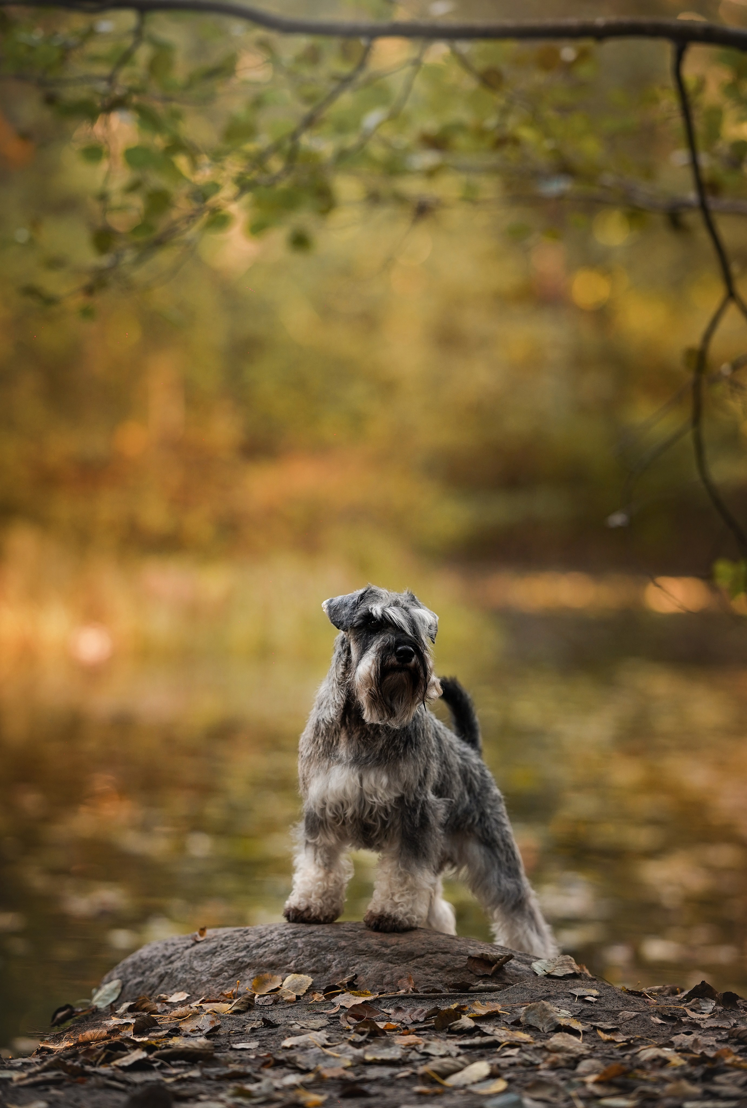 Даша Никита и Бенчи. Фотограф-анималист в Санкт-Петербурге Яна Мартынова