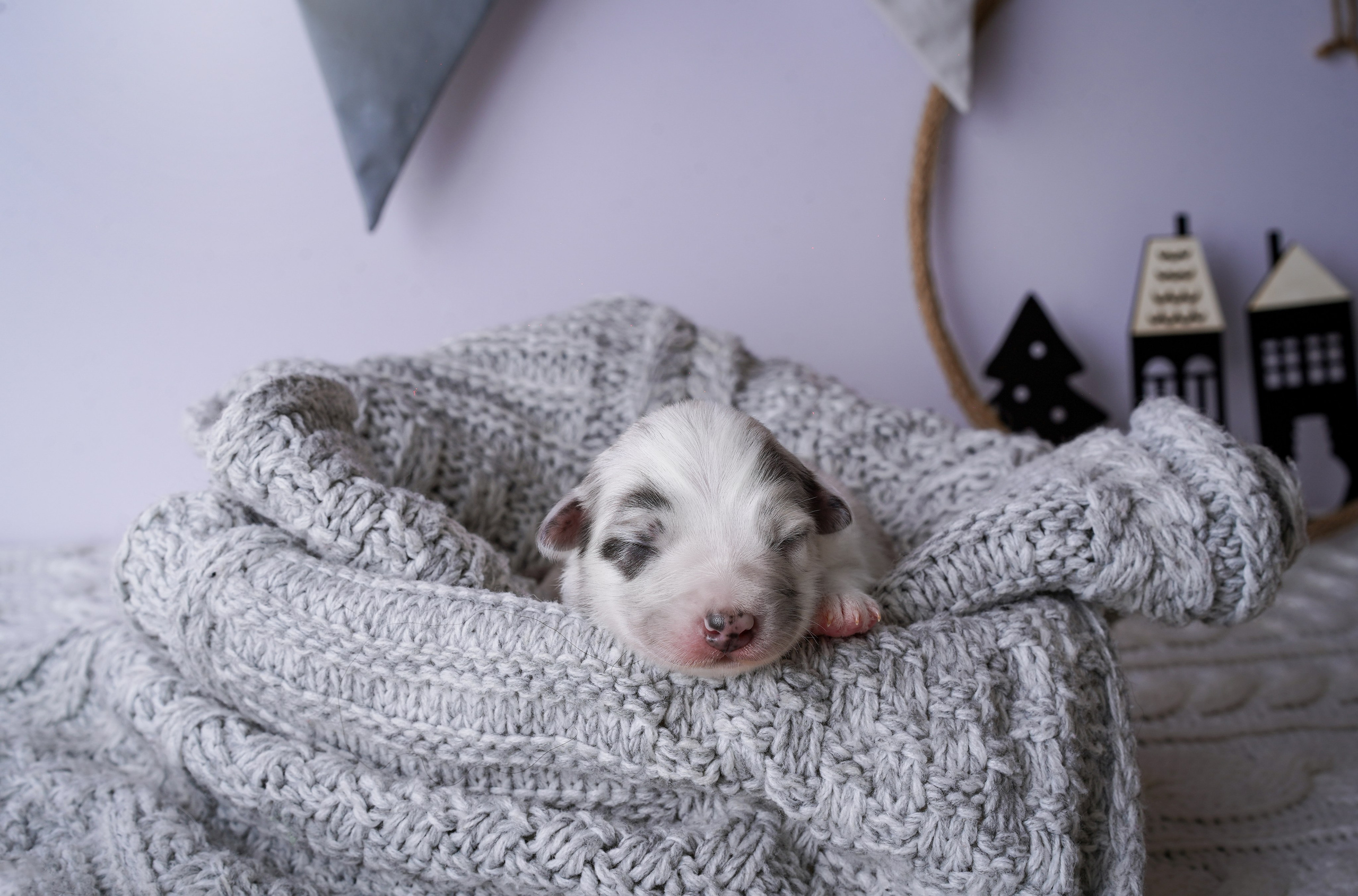 Щенки австралийской овчарки. Фотограф-анималист в Санкт-Петербурге Яна Мартынова
