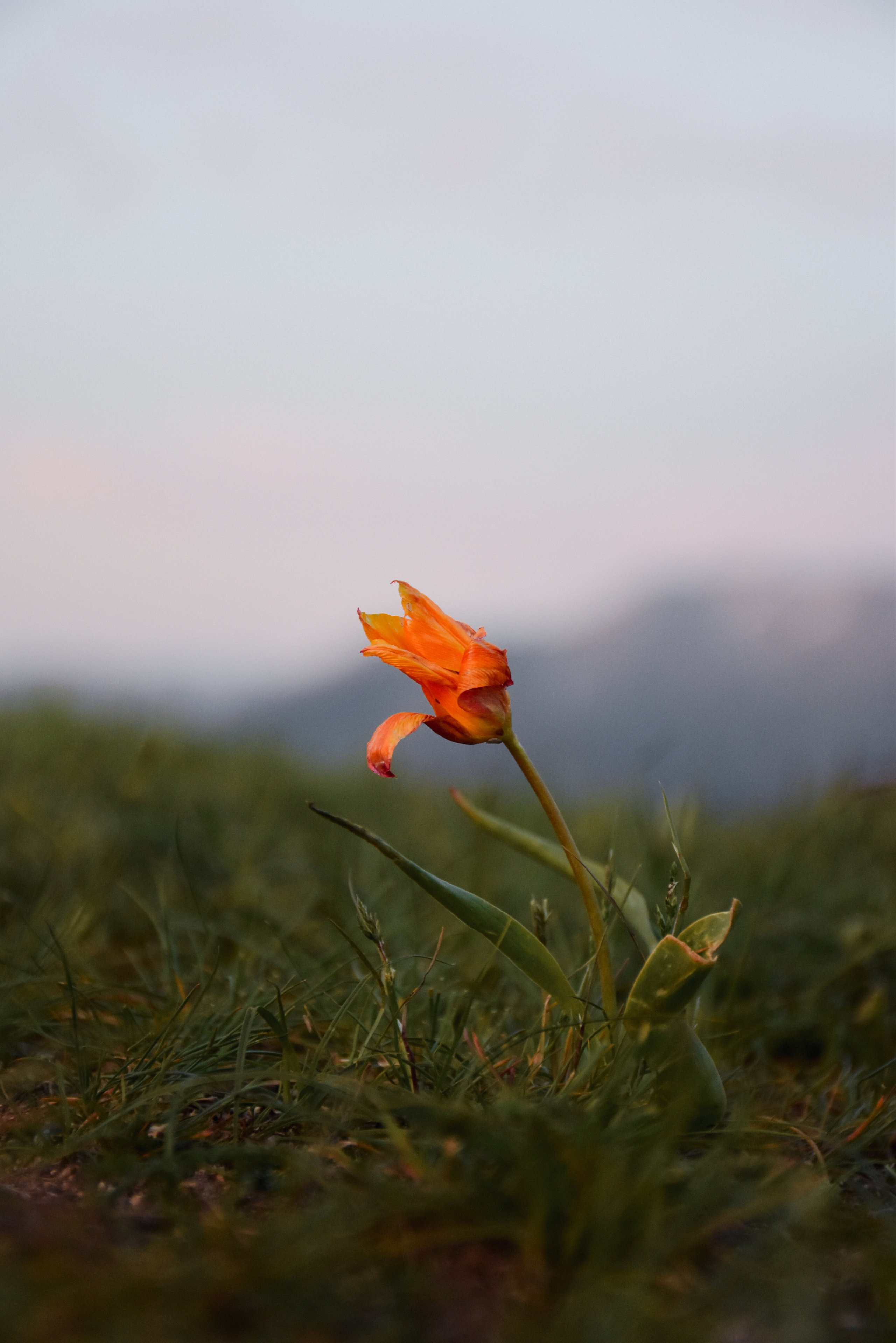 Горы. Фотограф в Алматы