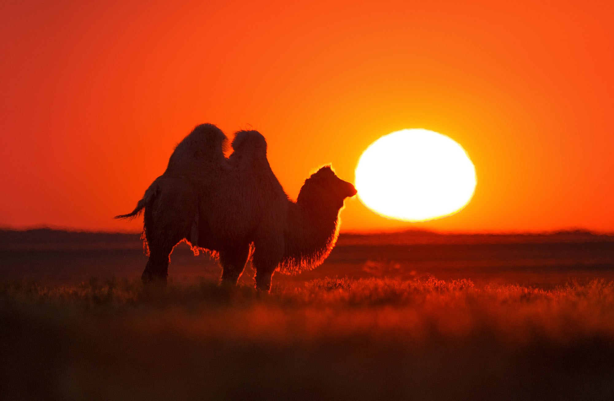 Фотографии животный мир России