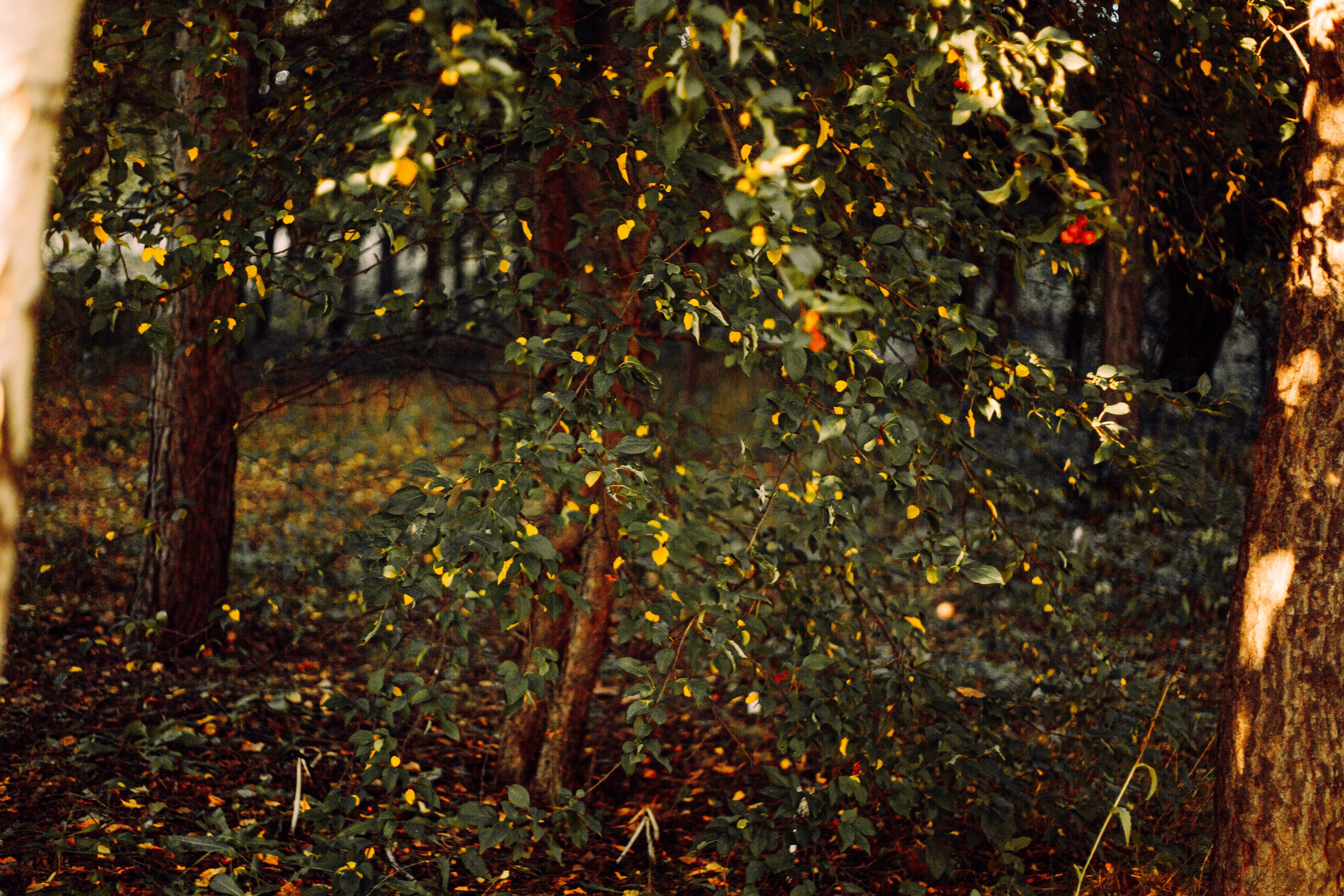 Хиппи. Единение с природой. Арт-фотограф Крис Л. в Тобольске: портрет, семейные, свадьбы