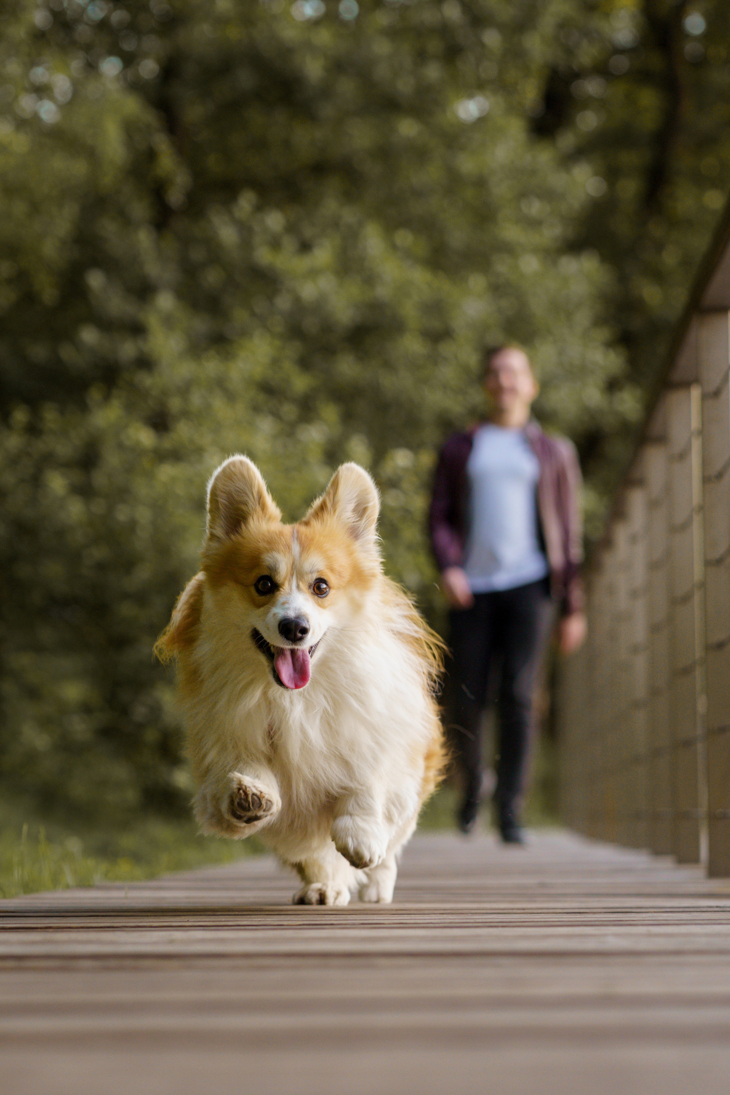 Катя, Арсений и Пух. Свадебный фотограф в Москве Анна Полушина