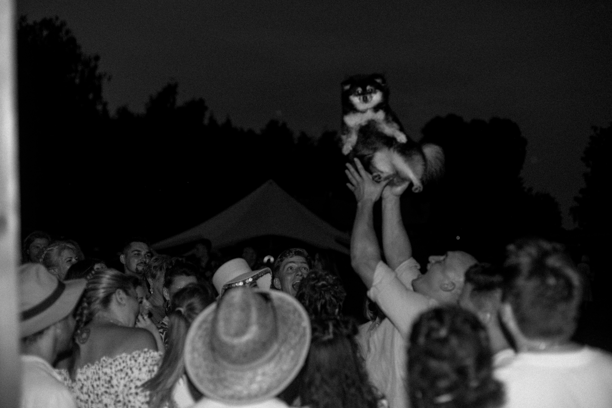 Хиппи Любовь Пёсики | Москва. Свадебный фотограф Москва, Питер, Иваново Наталия Волкова