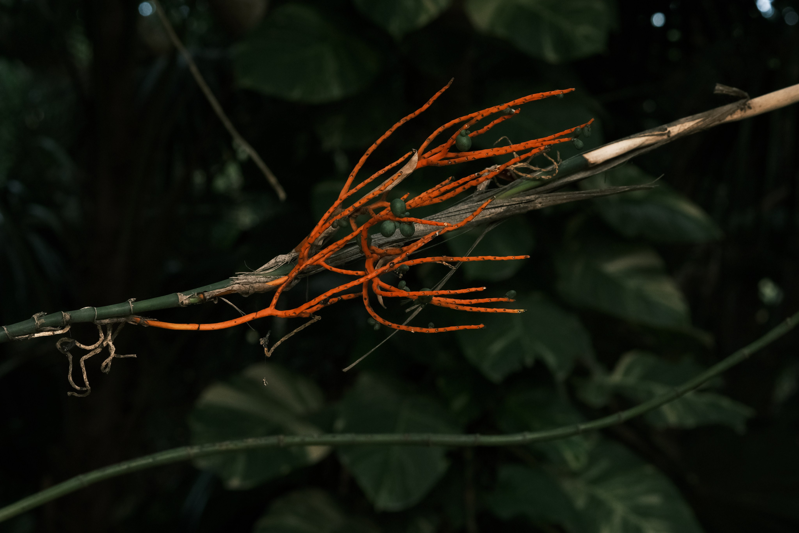 Margarita Rodionova — a contemporary lens-based artist currently working in Cancun, Mexico