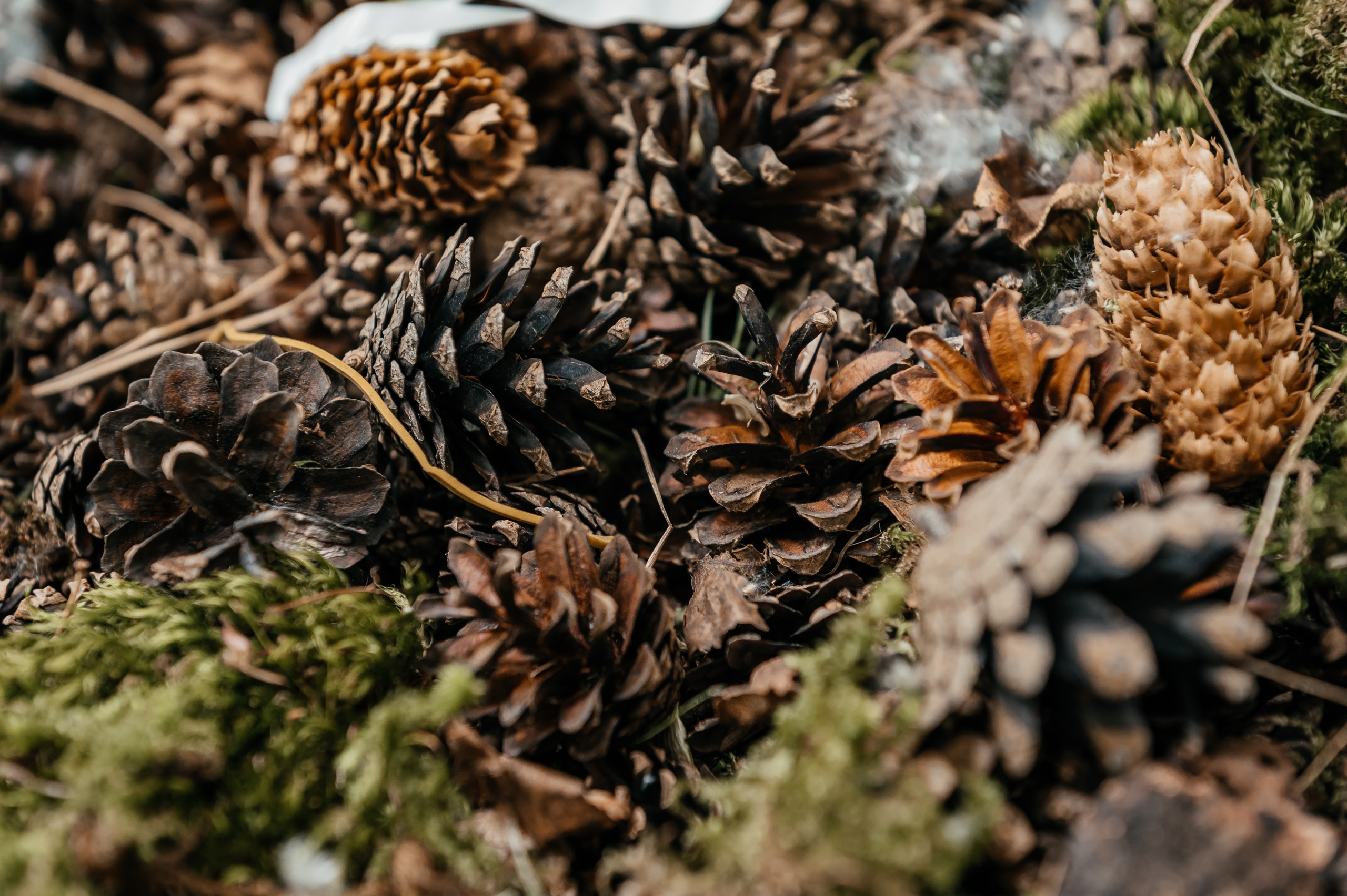 Аркобалено, корпоратив. Свадебный и семейный фотограф Виктория Носачёва. Щелково, Москва и МО