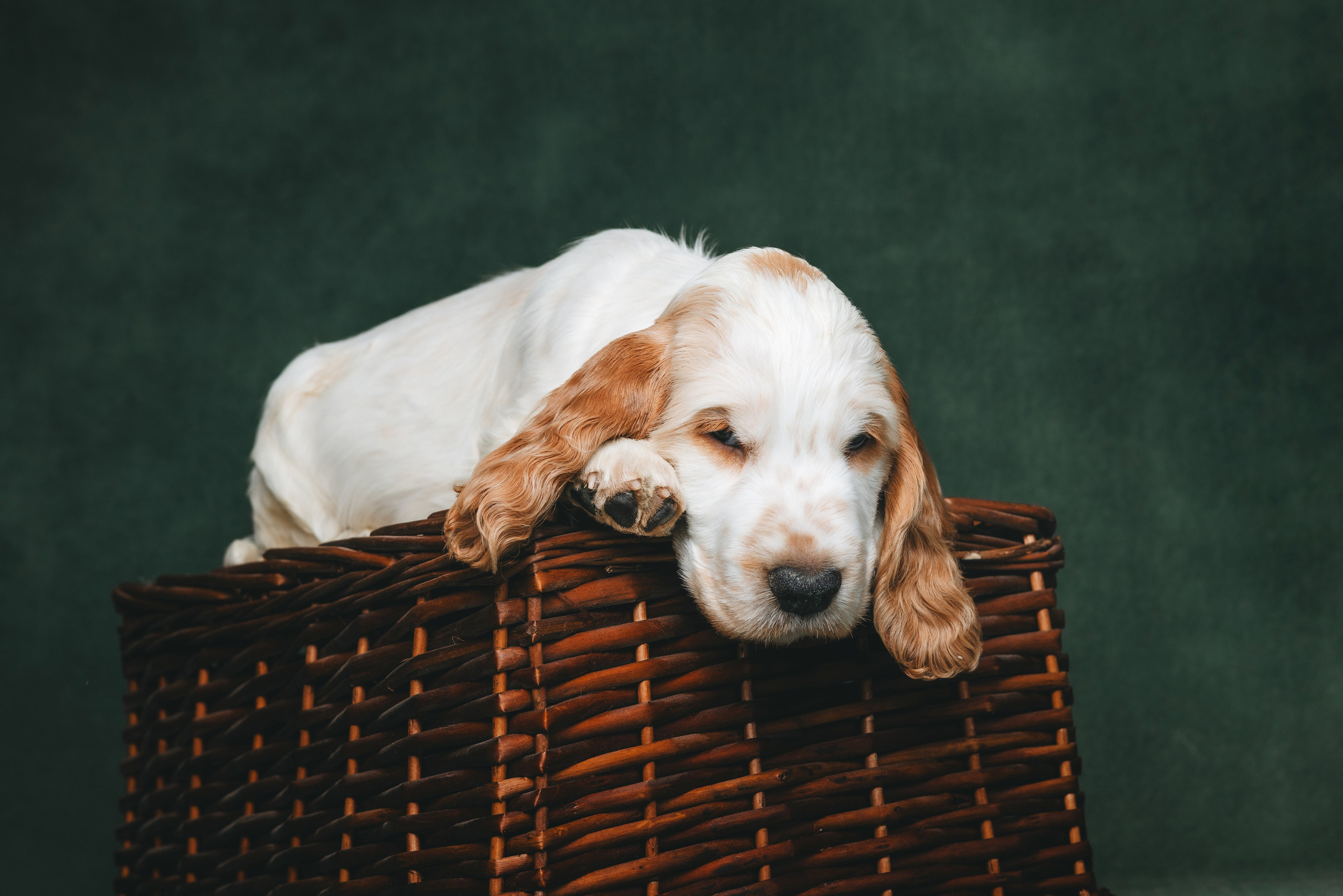 Английские коккер-спаниели. Фотограф анималист Осипчикова Мария
