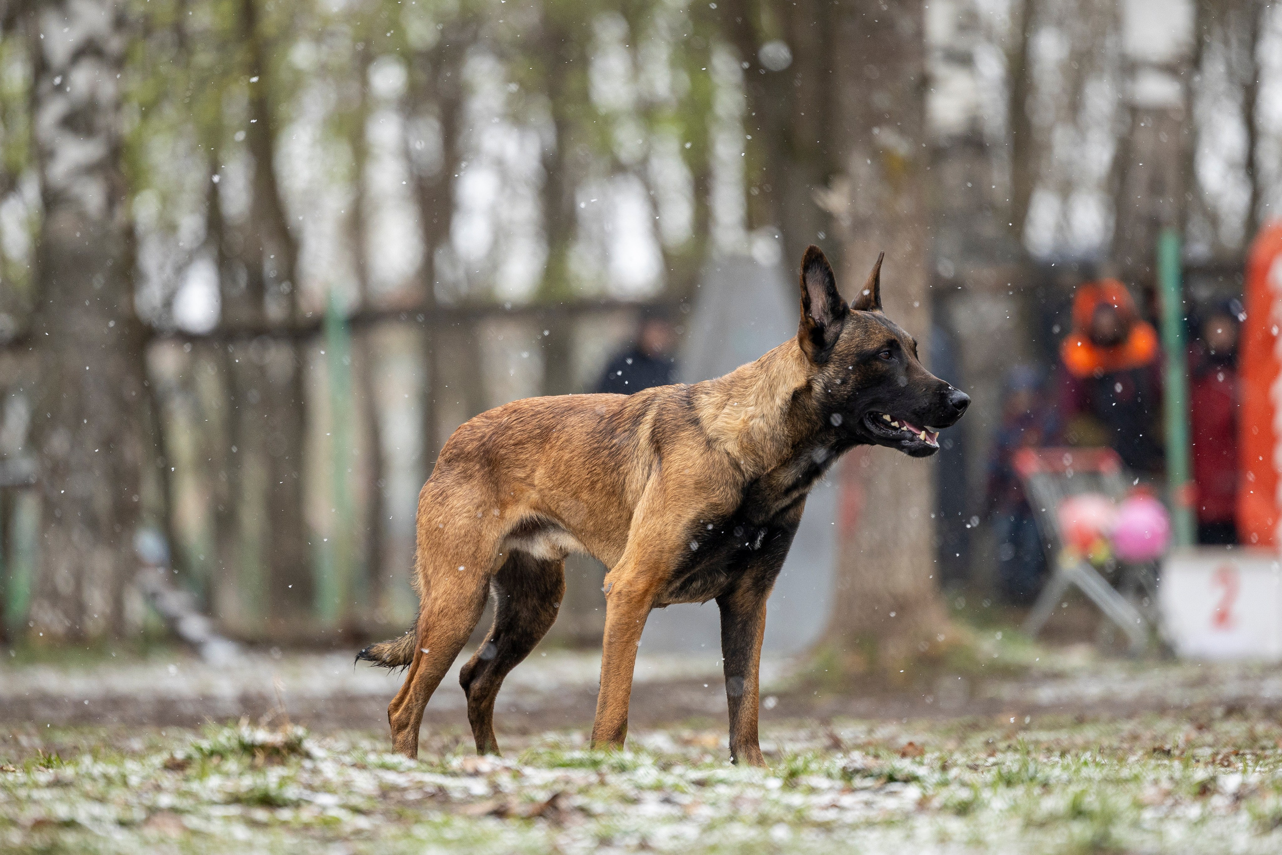 Квалификационные состязания по мондьорингу г. Вологда 11.05.24. Фотограф-анималист Анна Маринич