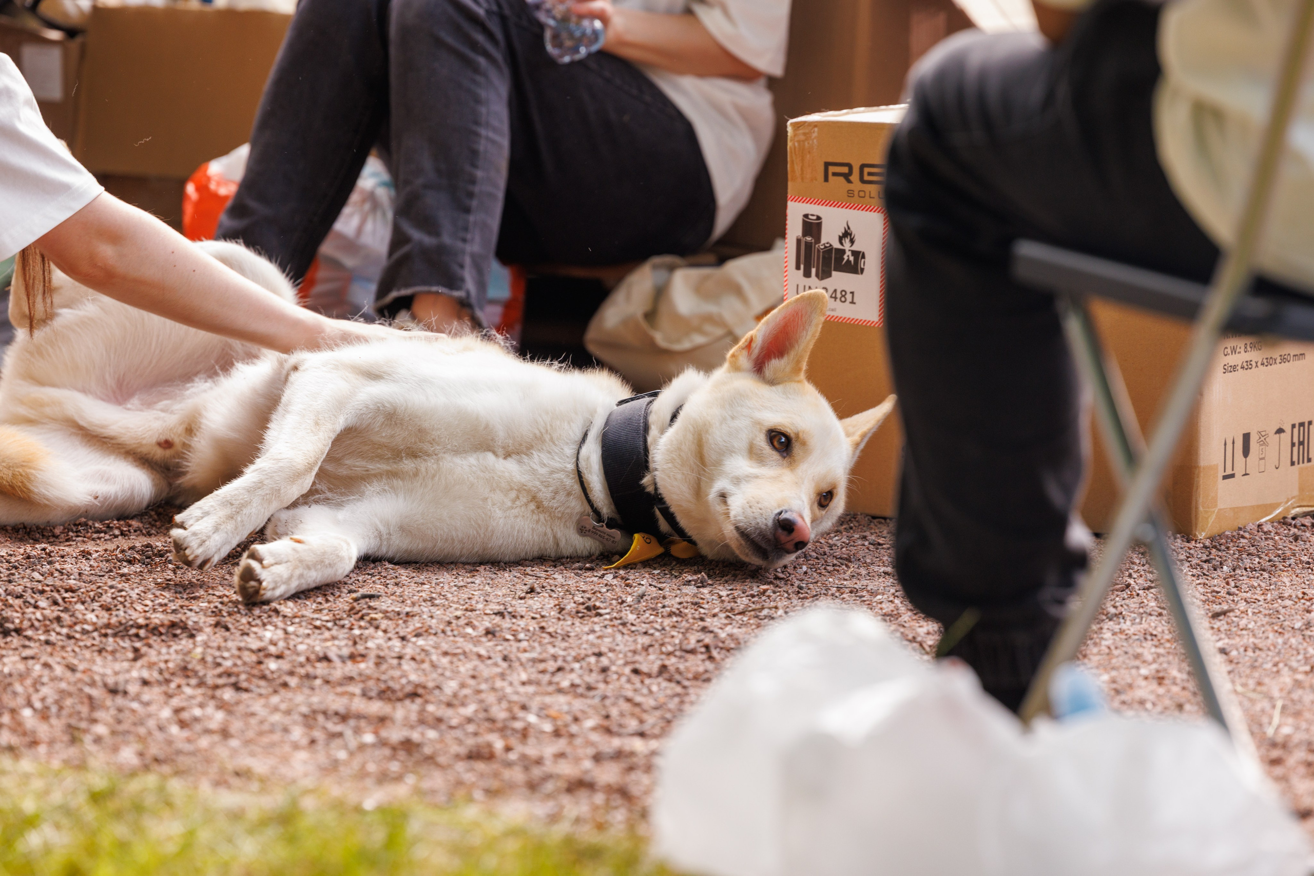 PetShopDays2026. Фотограф Александр Заломаев