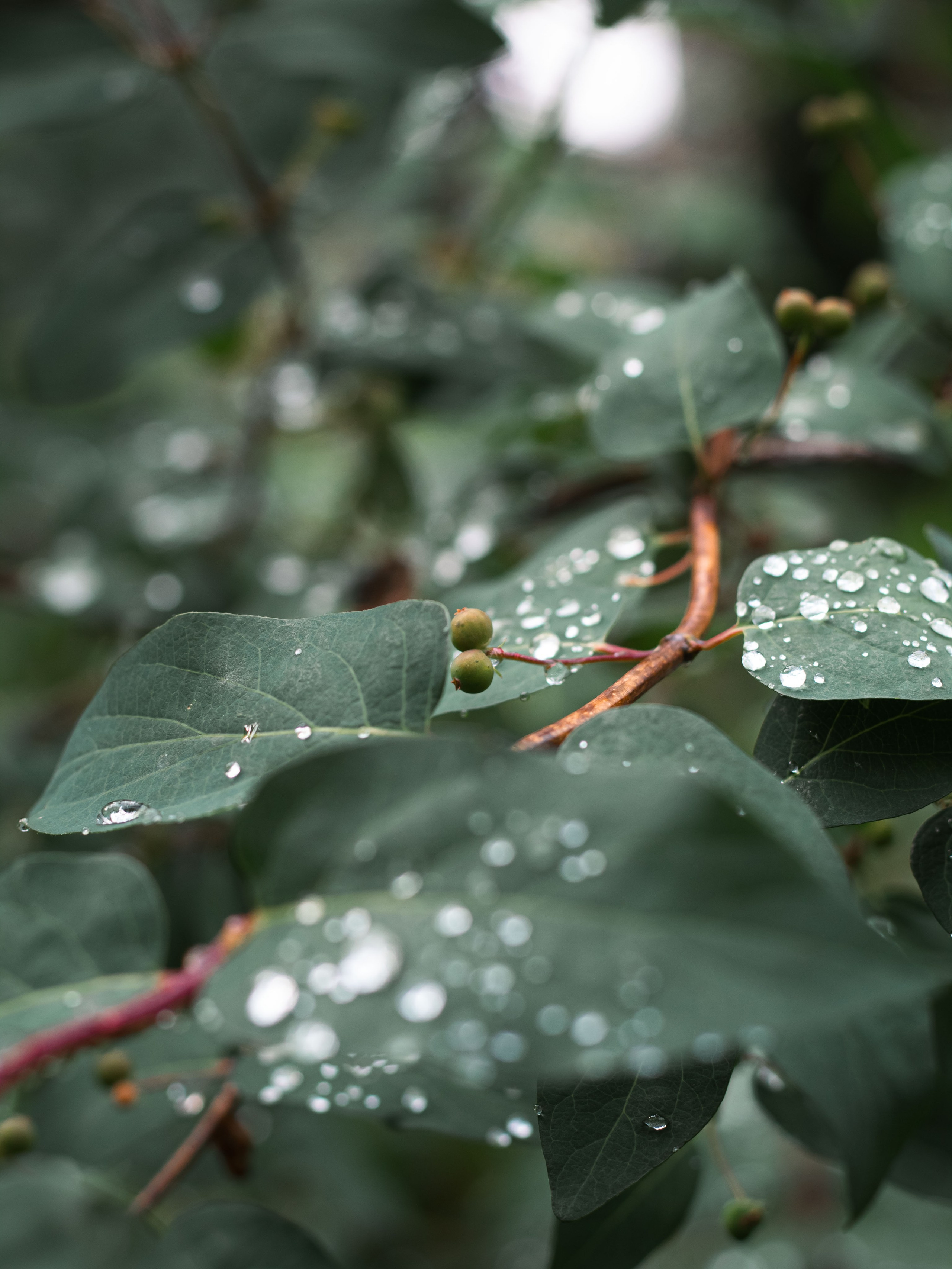 После дождя. Dmitriy [KCCC] is a pretty cool photographer