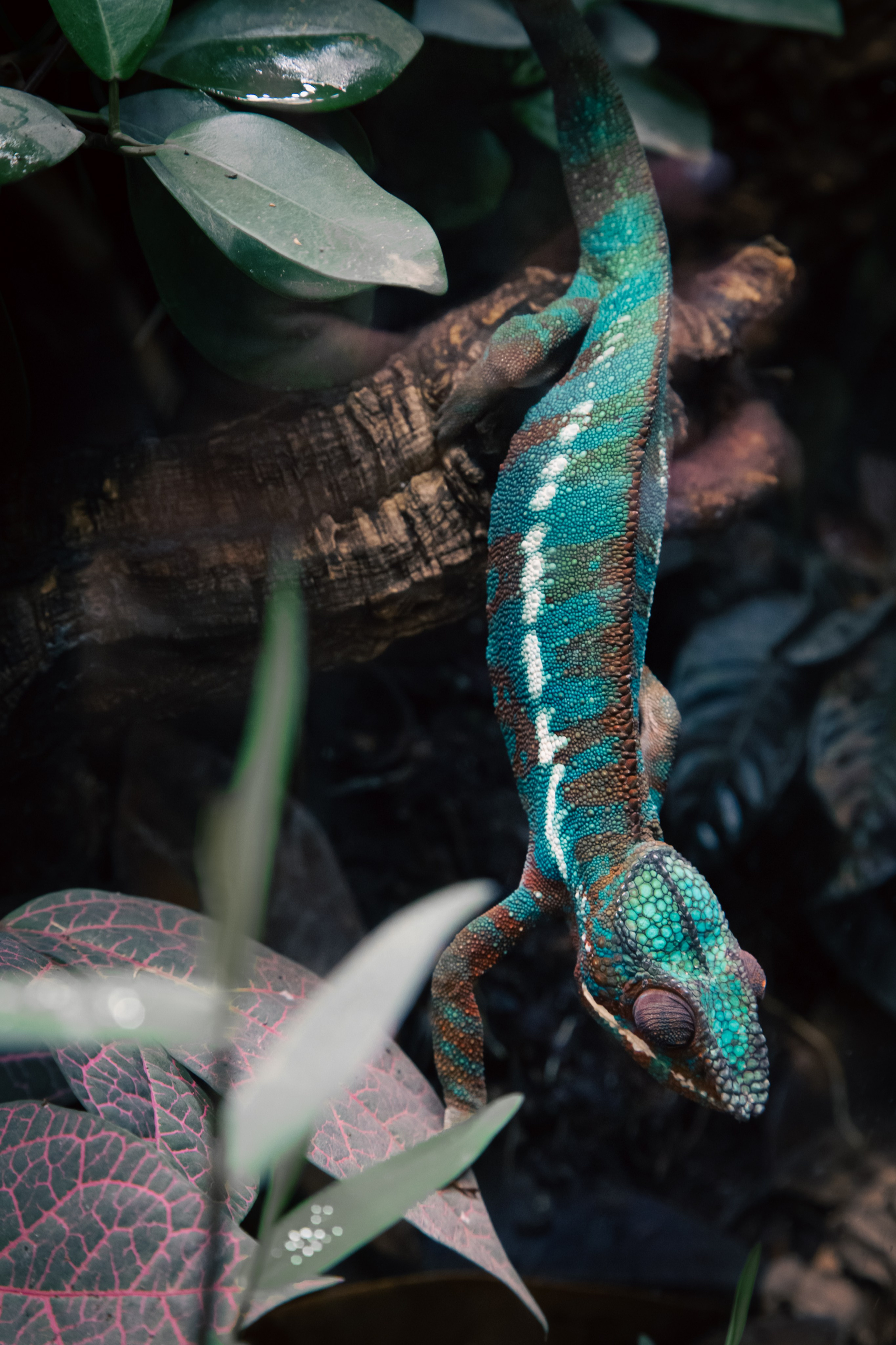 Хамелеон. Dmitriy [KCCC] is a pretty cool photographer