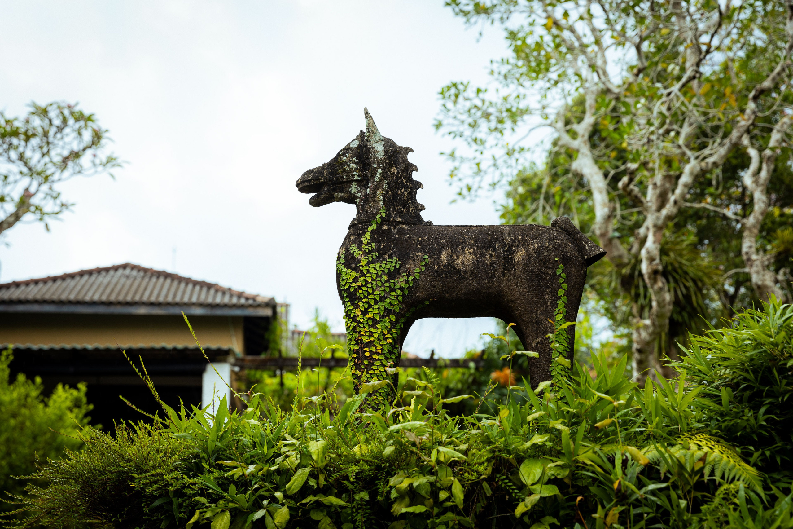 Шри-Ланка (весна 2024). Фотограф Виноградов Константин