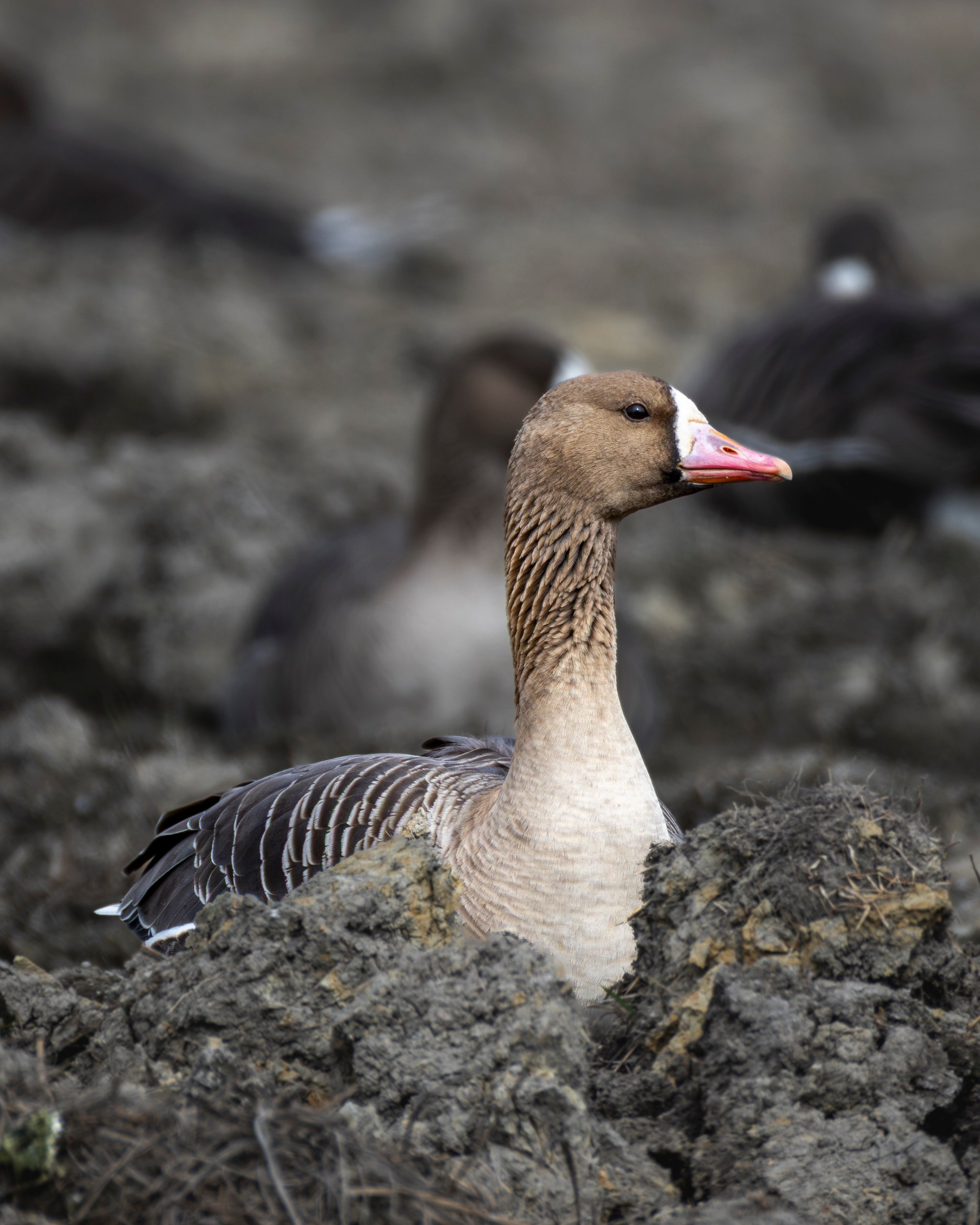 Белолобый гусь на болотистой местности среди земли