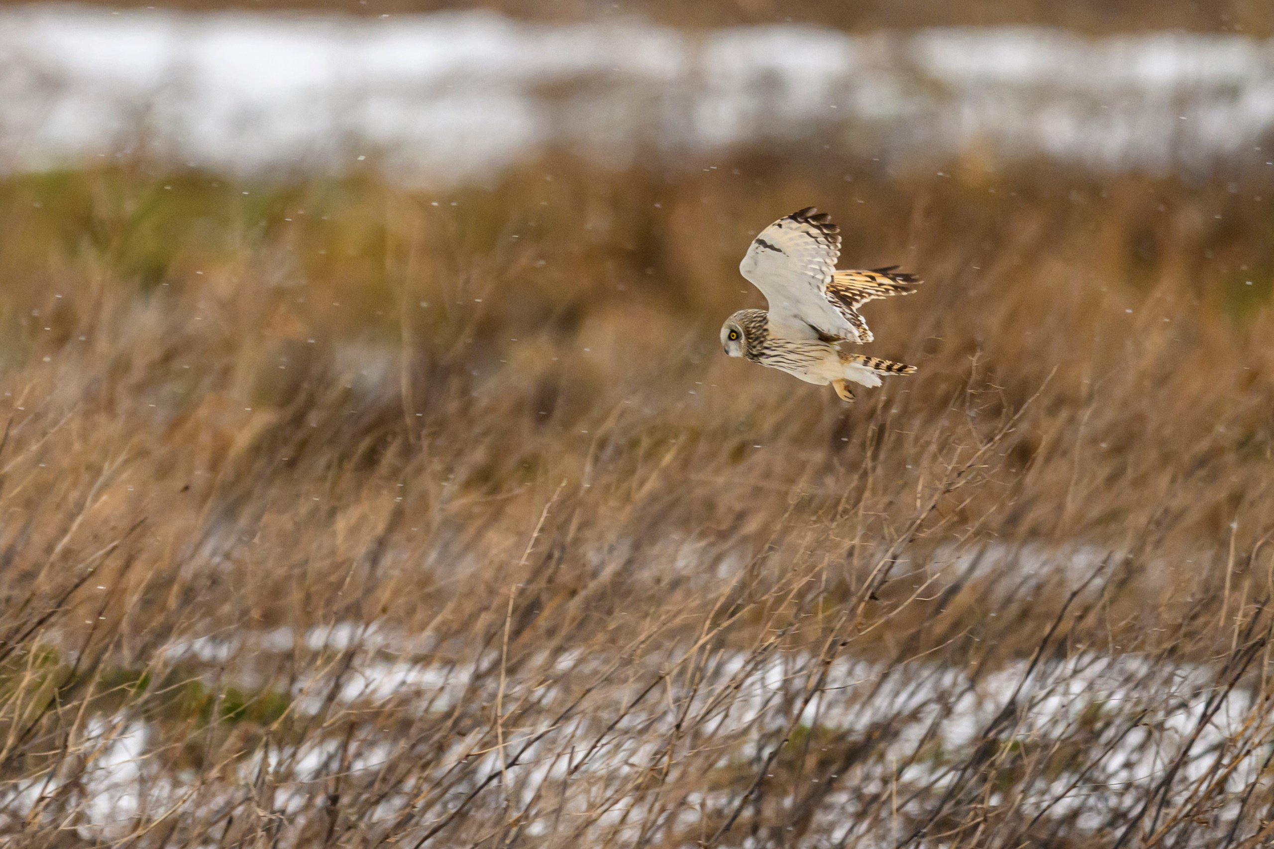Болотная сова. Wildlife photography by Sergey Puponin