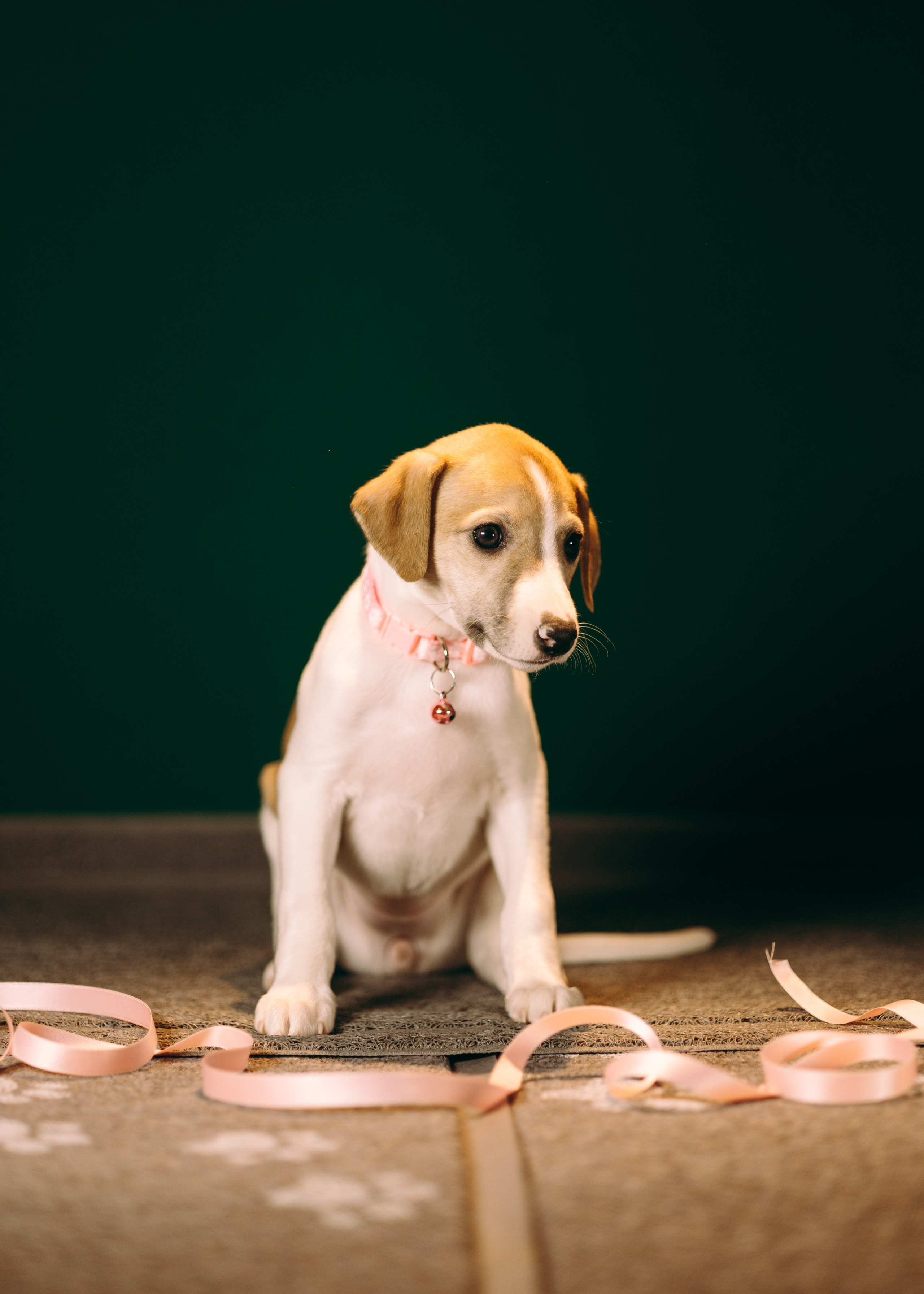 Щенки SL. Анна Самохина. Фотограф. Москва